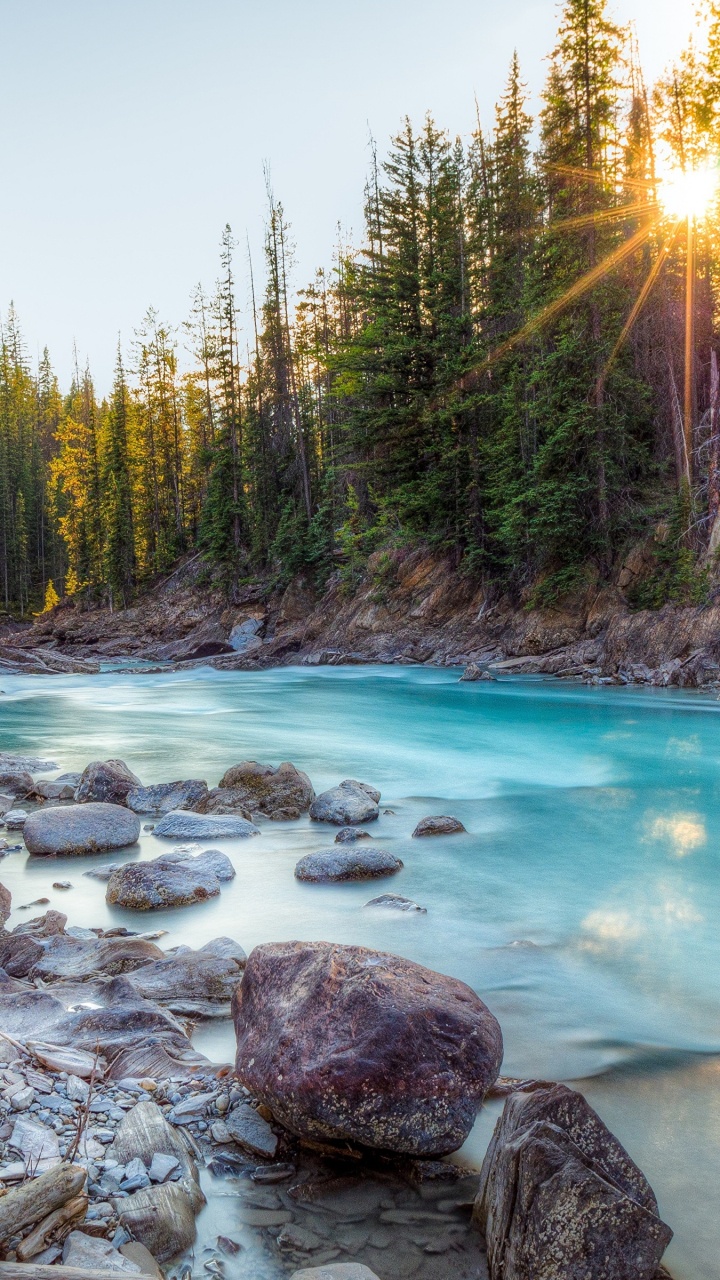 Arbres Verts à Côté D'un Plan D'eau Pendant la Journée. Wallpaper in 720x1280 Resolution