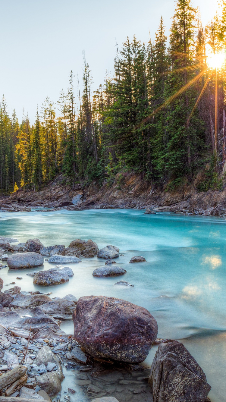 Green Trees Beside Body of Water During Daytime. Wallpaper in 750x1334 Resolution