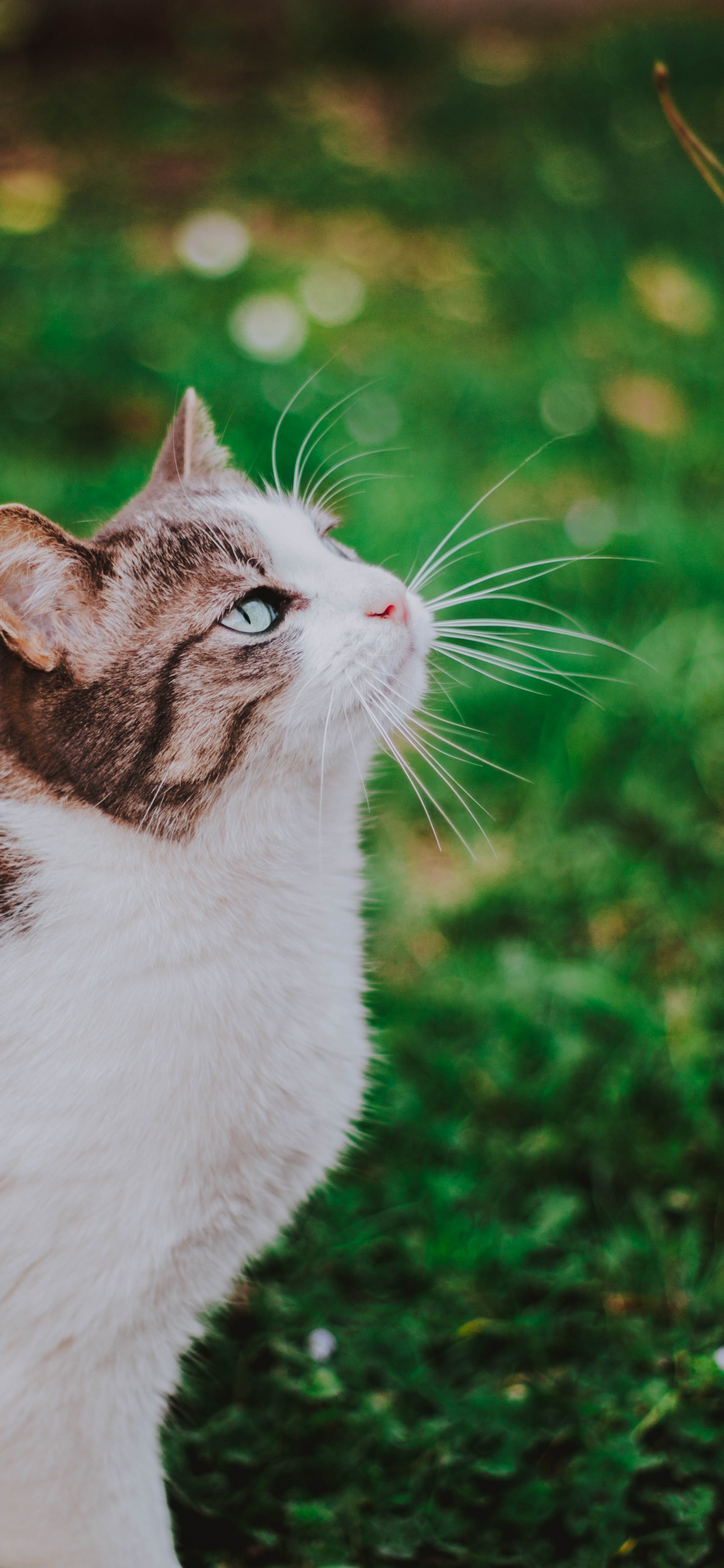 White and Black Cat on Green Grass During Daytime. Wallpaper in 1242x2688 Resolution