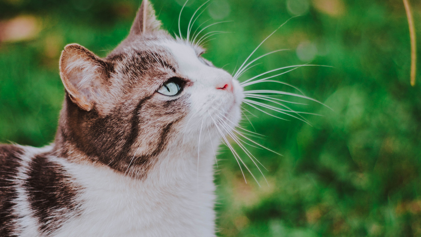 White and Black Cat on Green Grass During Daytime. Wallpaper in 1366x768 Resolution