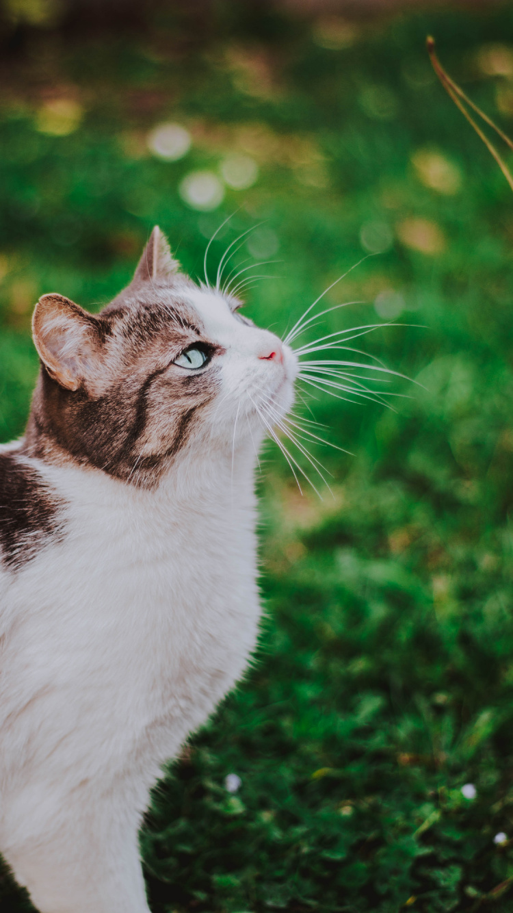 White and Black Cat on Green Grass During Daytime. Wallpaper in 750x1334 Resolution