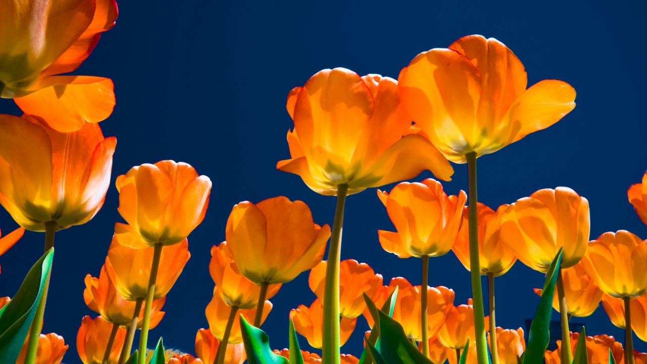 Yellow Tulips in Bloom During Daytime. Wallpaper in 1280x720 Resolution