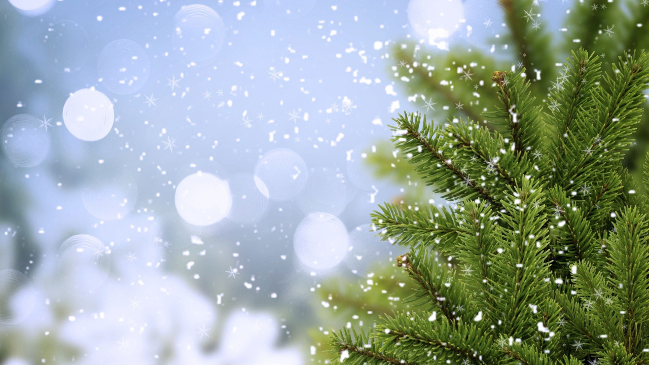 Green Pine Tree With White and Blue Lights. Wallpaper in 1280x720 Resolution