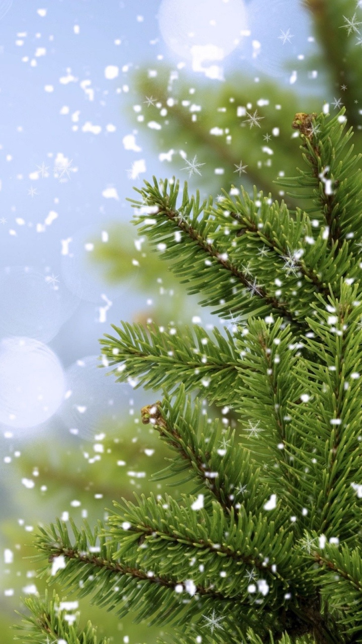 Green Pine Tree With White and Blue Lights. Wallpaper in 720x1280 Resolution