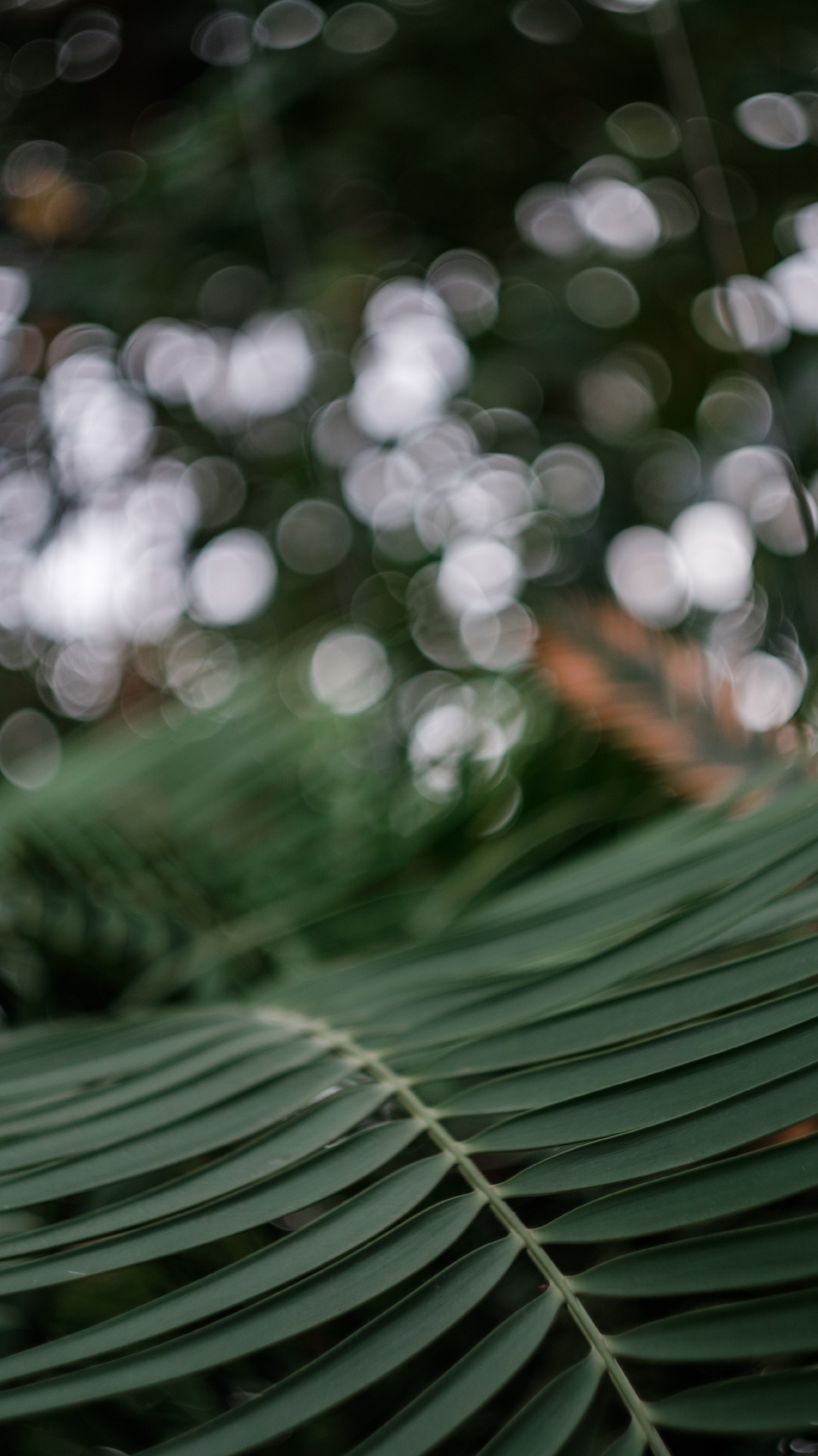 Green Leaf Plant in Close up Photography. Wallpaper in 1080x1920 Resolution