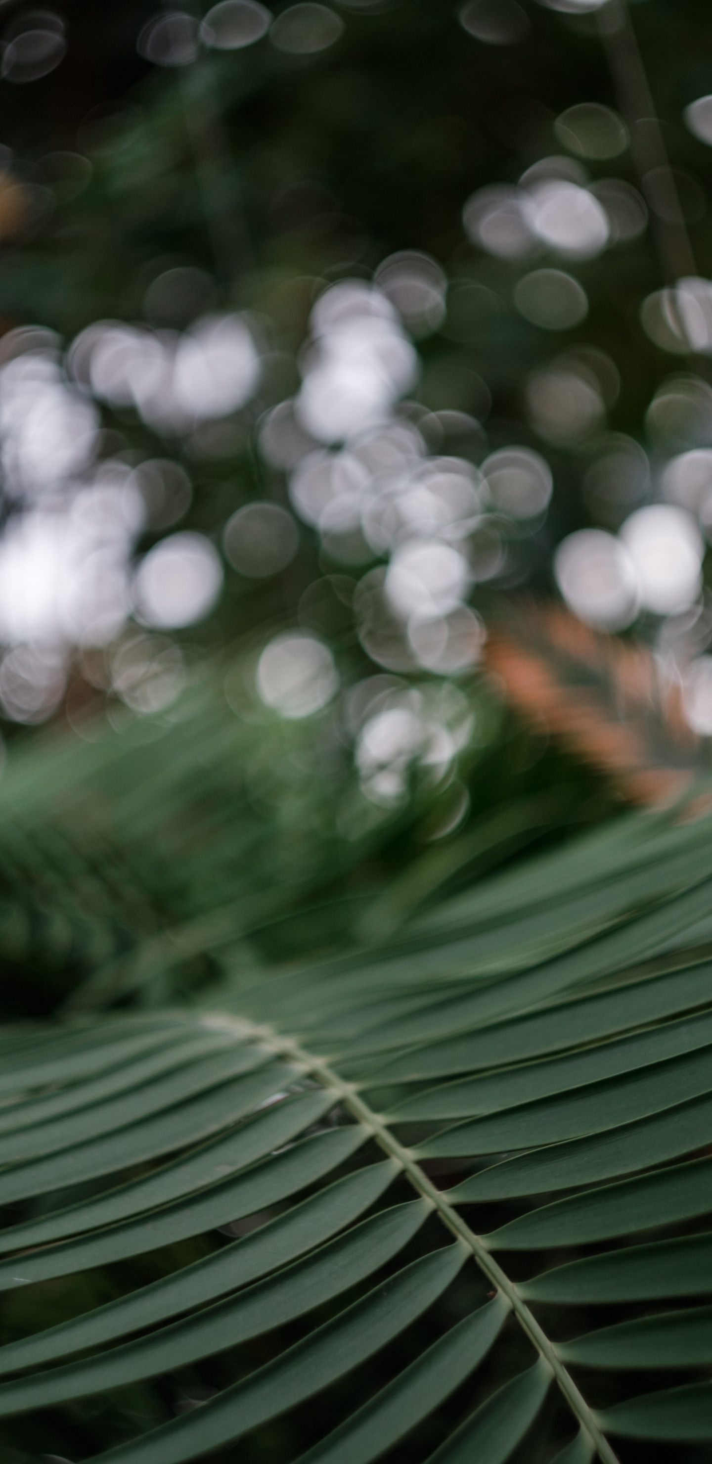 Green Leaf Plant in Close up Photography. Wallpaper in 1440x2960 Resolution