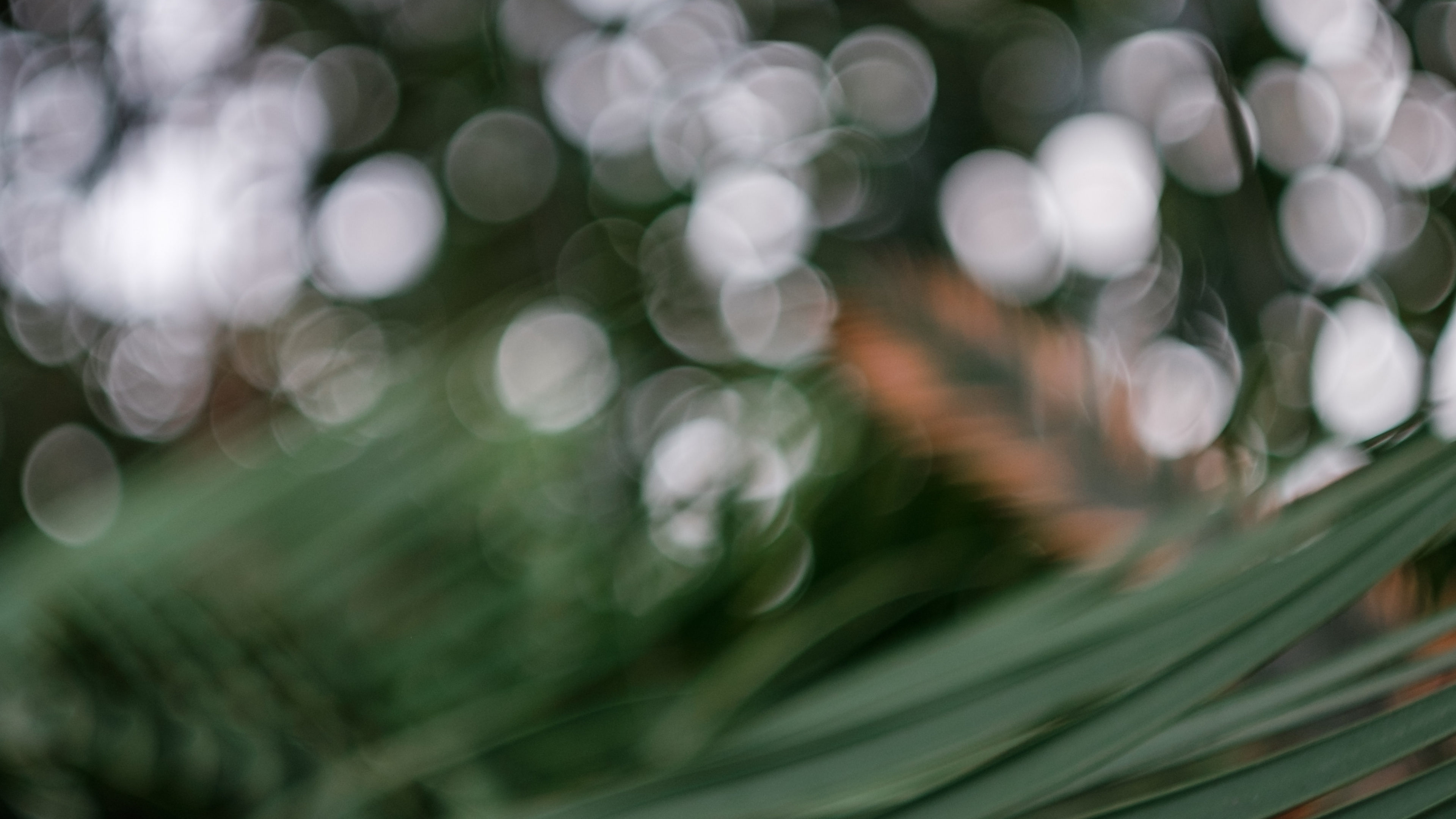 Green Leaf Plant in Close up Photography. Wallpaper in 3840x2160 Resolution