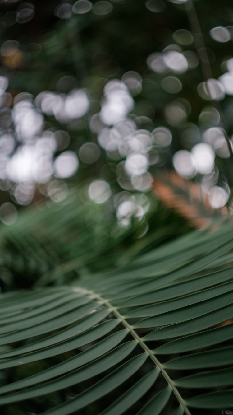Green Leaf Plant in Close up Photography. Wallpaper in 750x1334 Resolution