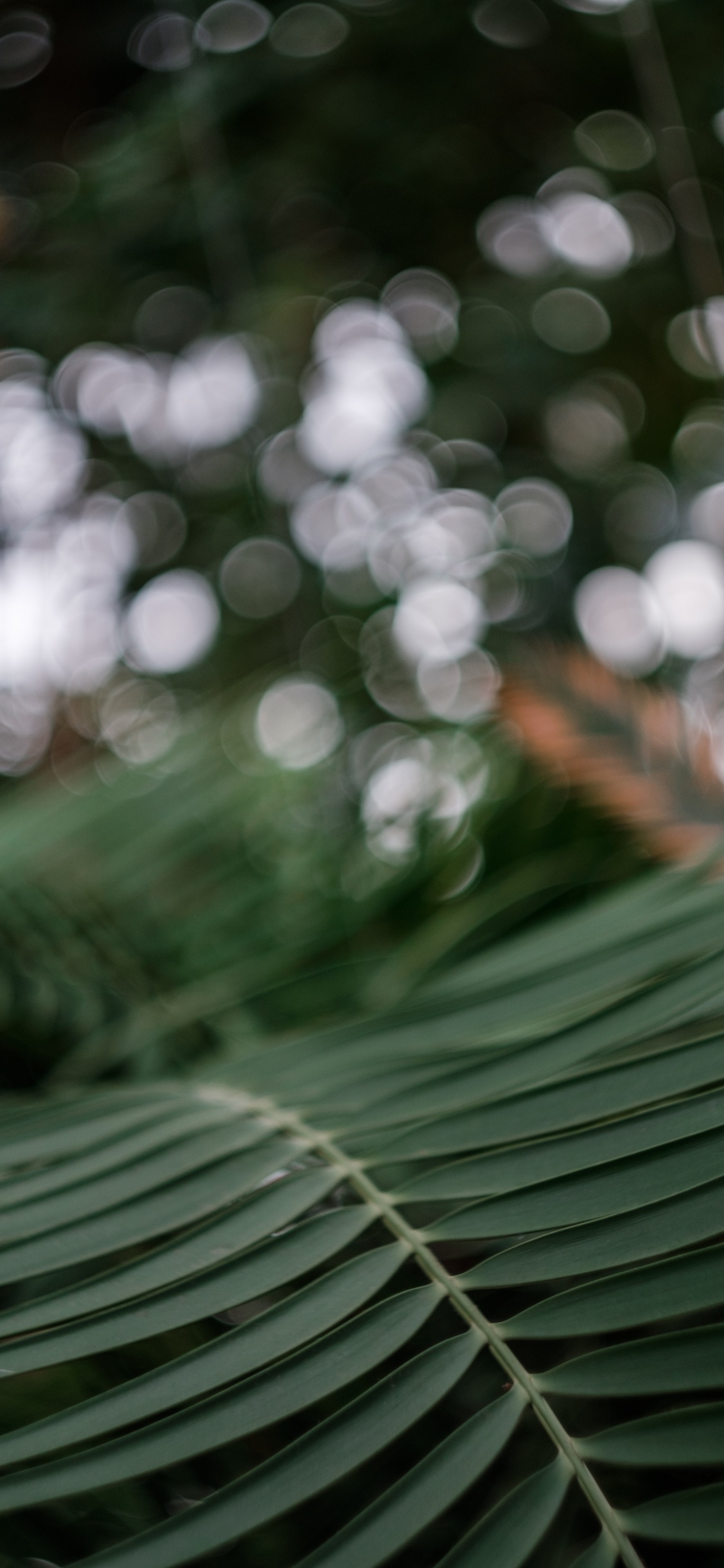 Planta de Hoja Verde en Fotografía de Cerca. Wallpaper in 1125x2436 Resolution