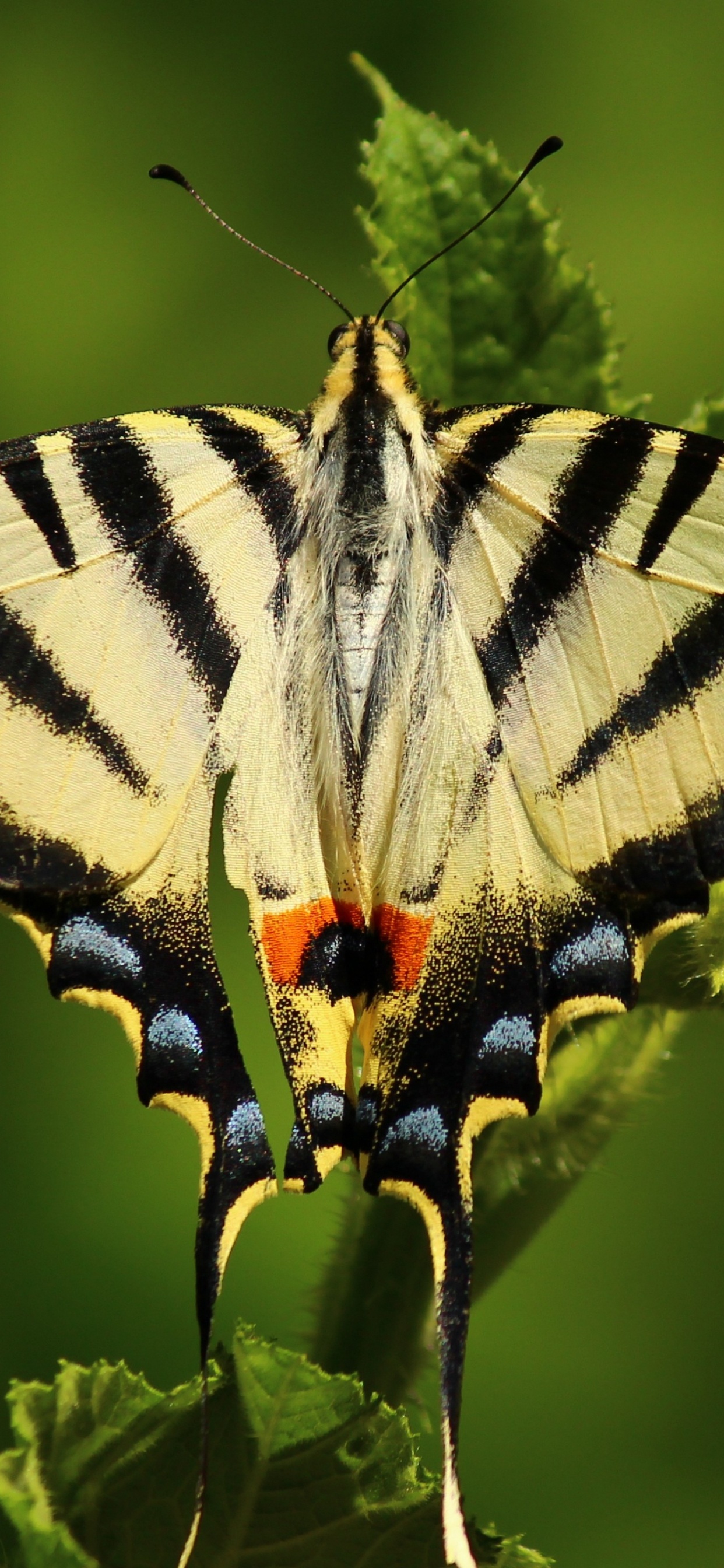 Papillon Machaon Zébré Perché Sur Une Feuille Verte en Photographie Rapprochée Pendant la Journée. Wallpaper in 1242x2688 Resolution