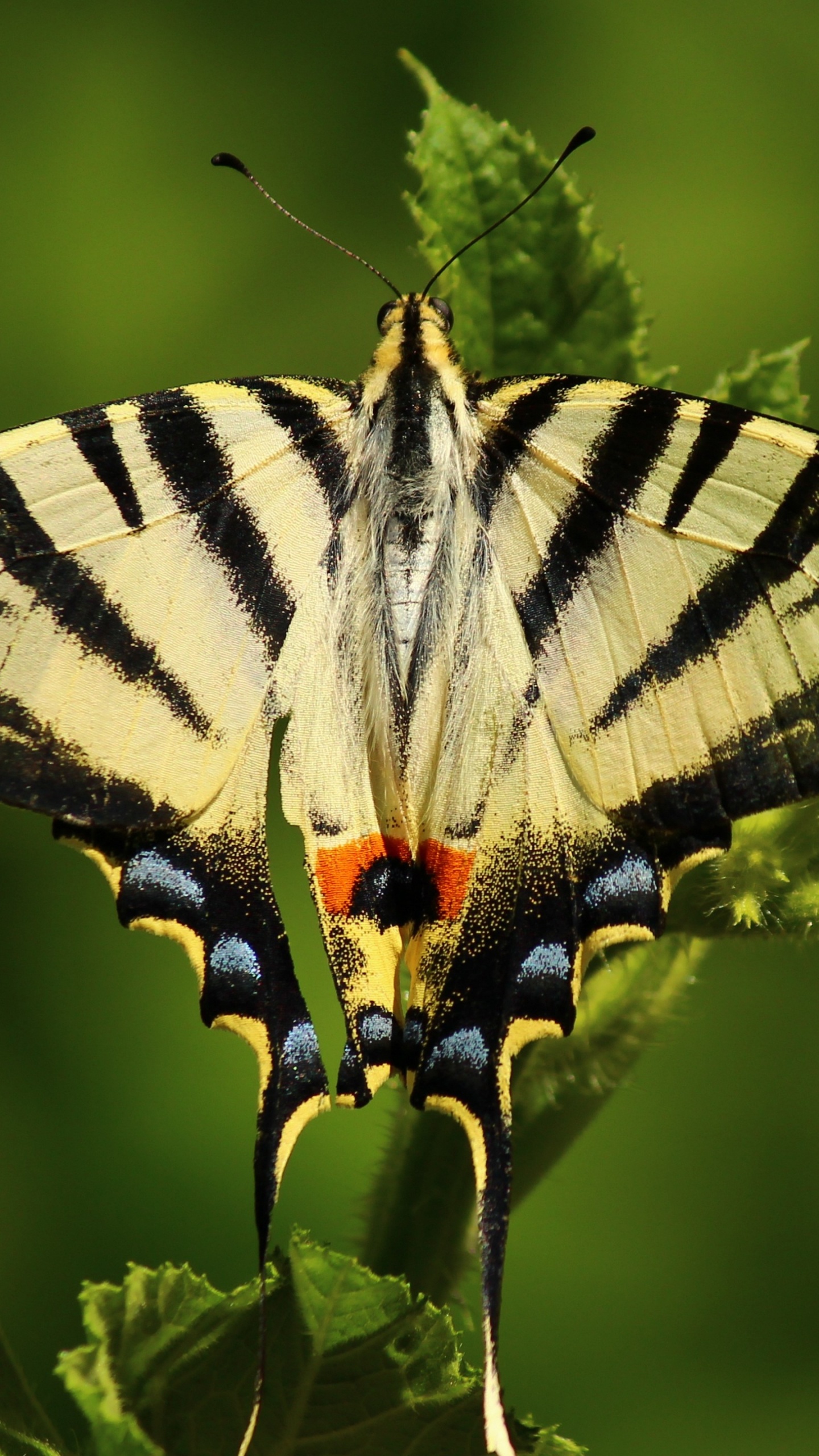 Zebra Swallowtail Butterfly Perched on Green Leaf in Close up Photography During Daytime. Wallpaper in 1440x2560 Resolution