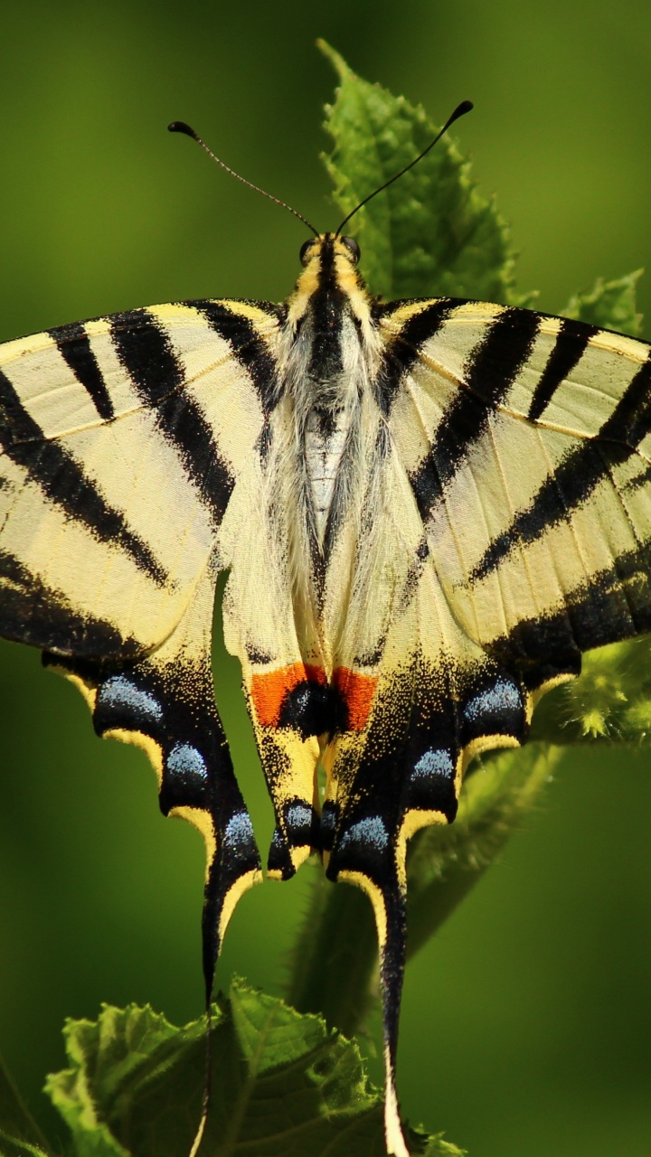 Zebra Swallowtail Butterfly Perched on Green Leaf in Close up Photography During Daytime. Wallpaper in 720x1280 Resolution