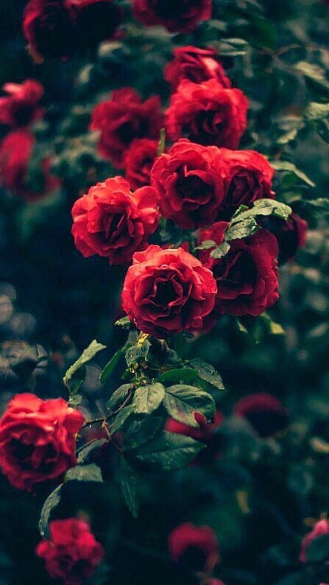 Red Roses in Bloom During Daytime. Wallpaper in 1080x1920 Resolution