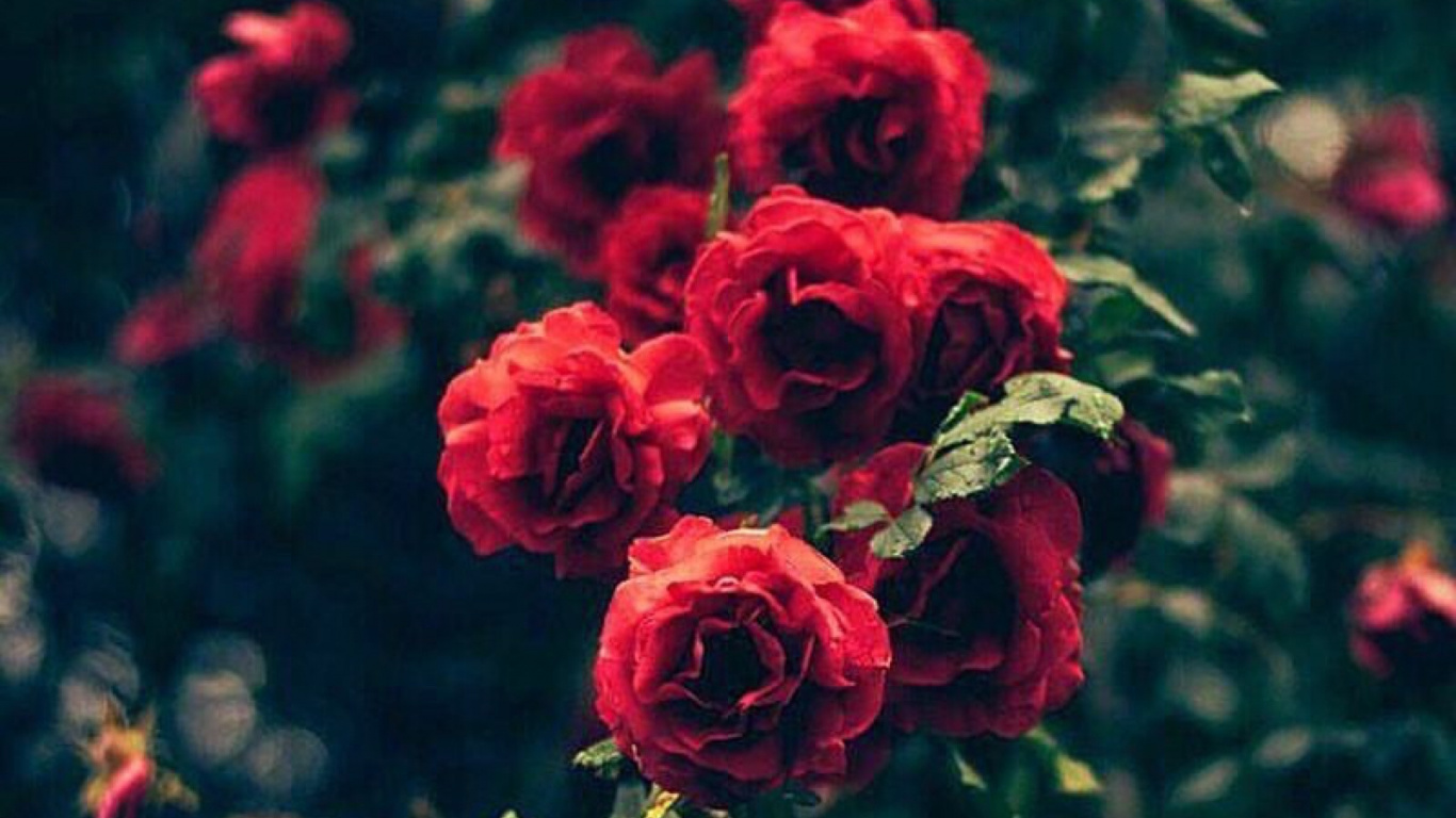 Red Roses in Bloom During Daytime. Wallpaper in 1366x768 Resolution