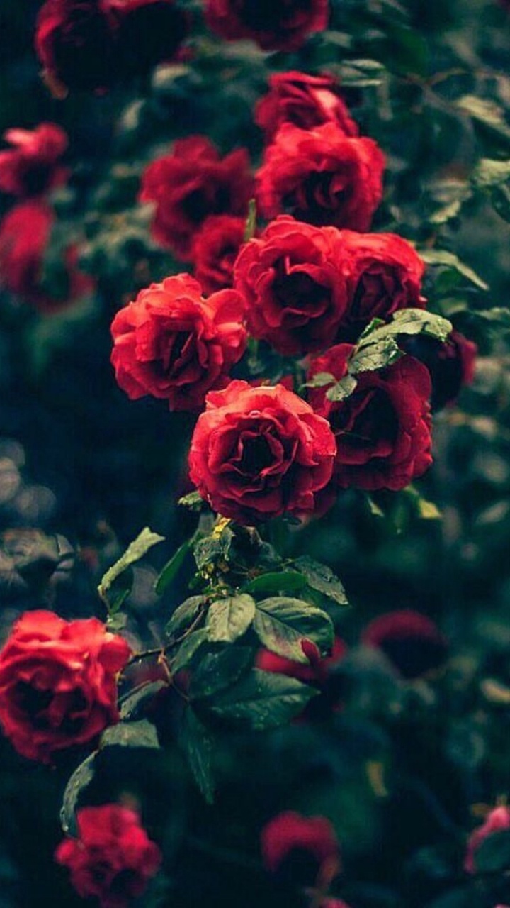 Red Roses in Bloom During Daytime. Wallpaper in 720x1280 Resolution