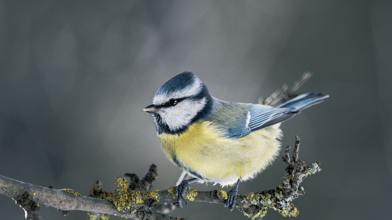 Blue and White Bird on Yellow Flower. Wallpaper in 1280x720 Resolution