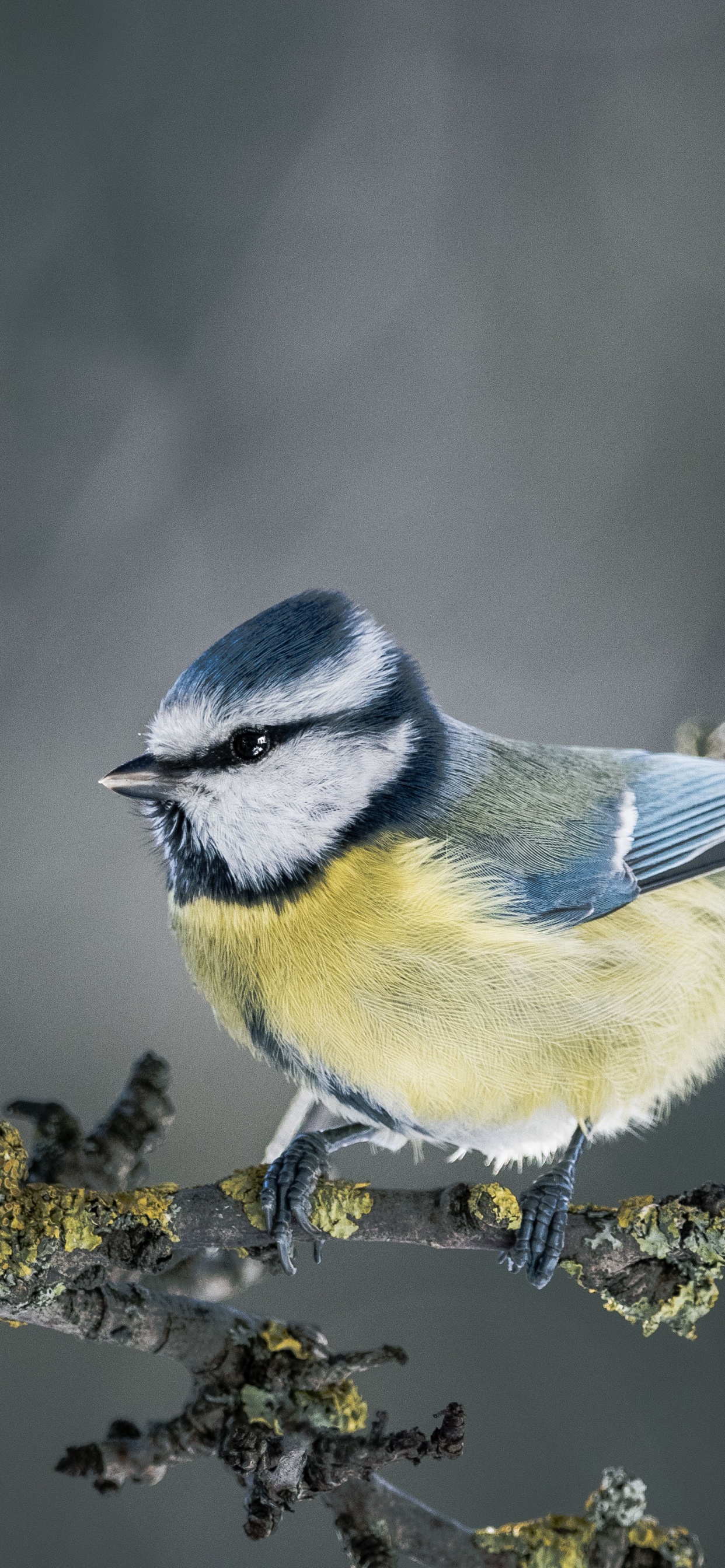 Oiseau Bleu et Blanc Sur Fleur Jaune. Wallpaper in 1242x2688 Resolution