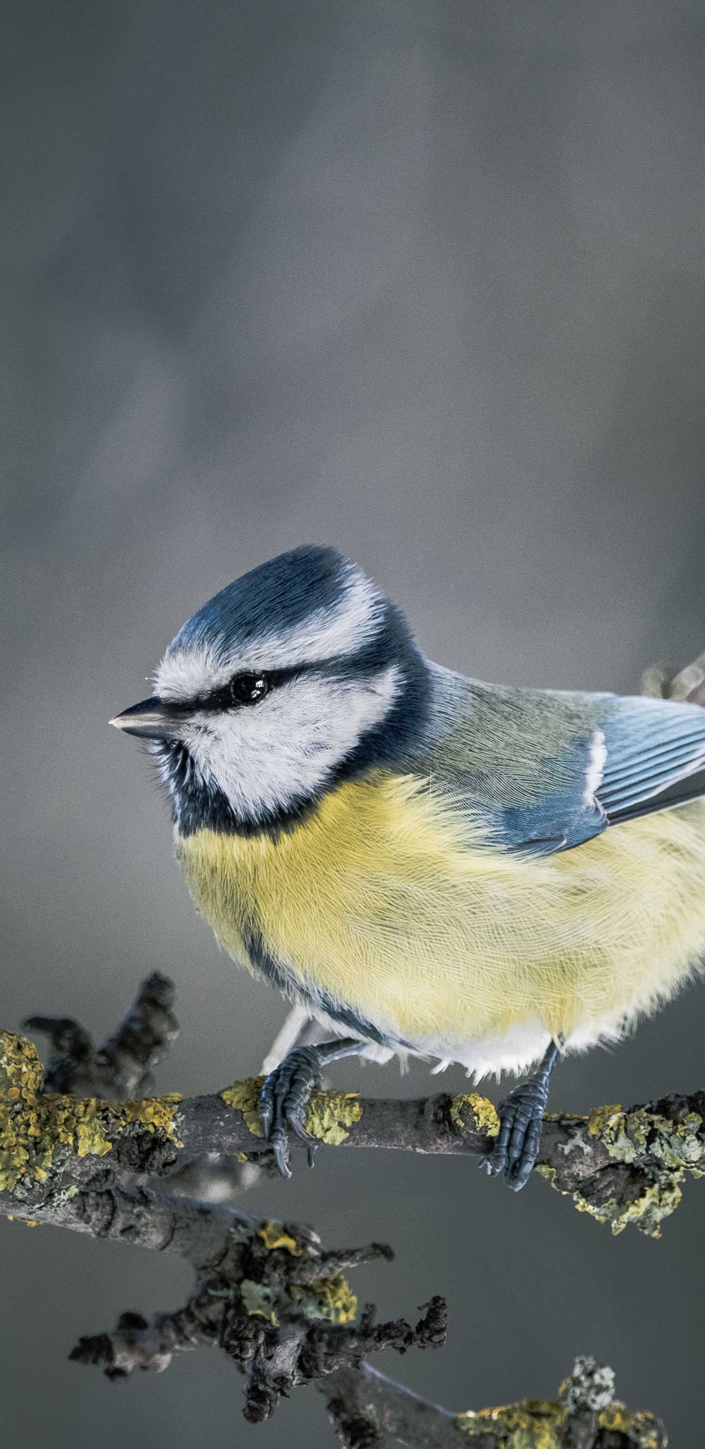Oiseau Bleu et Blanc Sur Fleur Jaune. Wallpaper in 1440x2960 Resolution