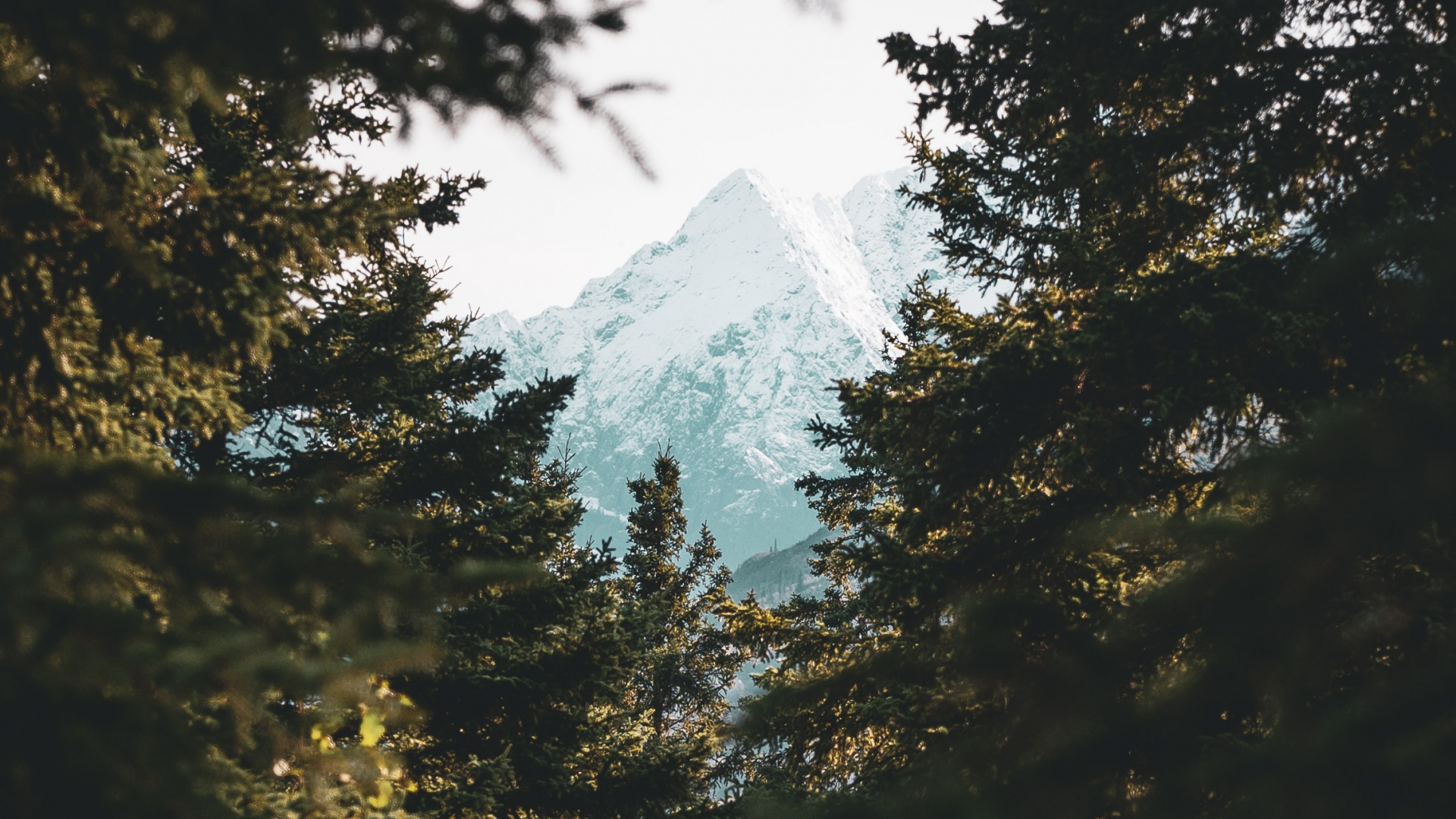 Entorno Natural, Paisaje Natural, Ramificación, la Luz Del Sol, Bioma. Wallpaper in 1920x1080 Resolution