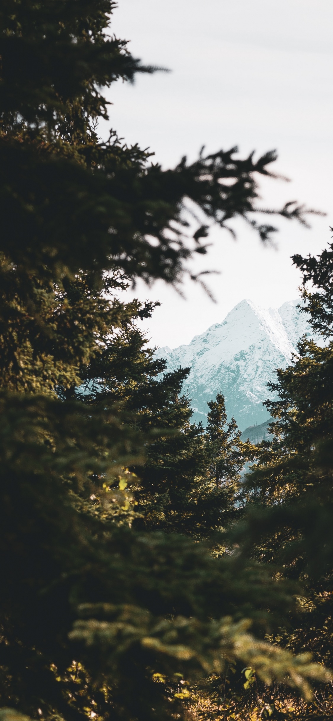 Natural Environment, Natural Landscape, Branching, Sky, Sunlight. Wallpaper in 1125x2436 Resolution