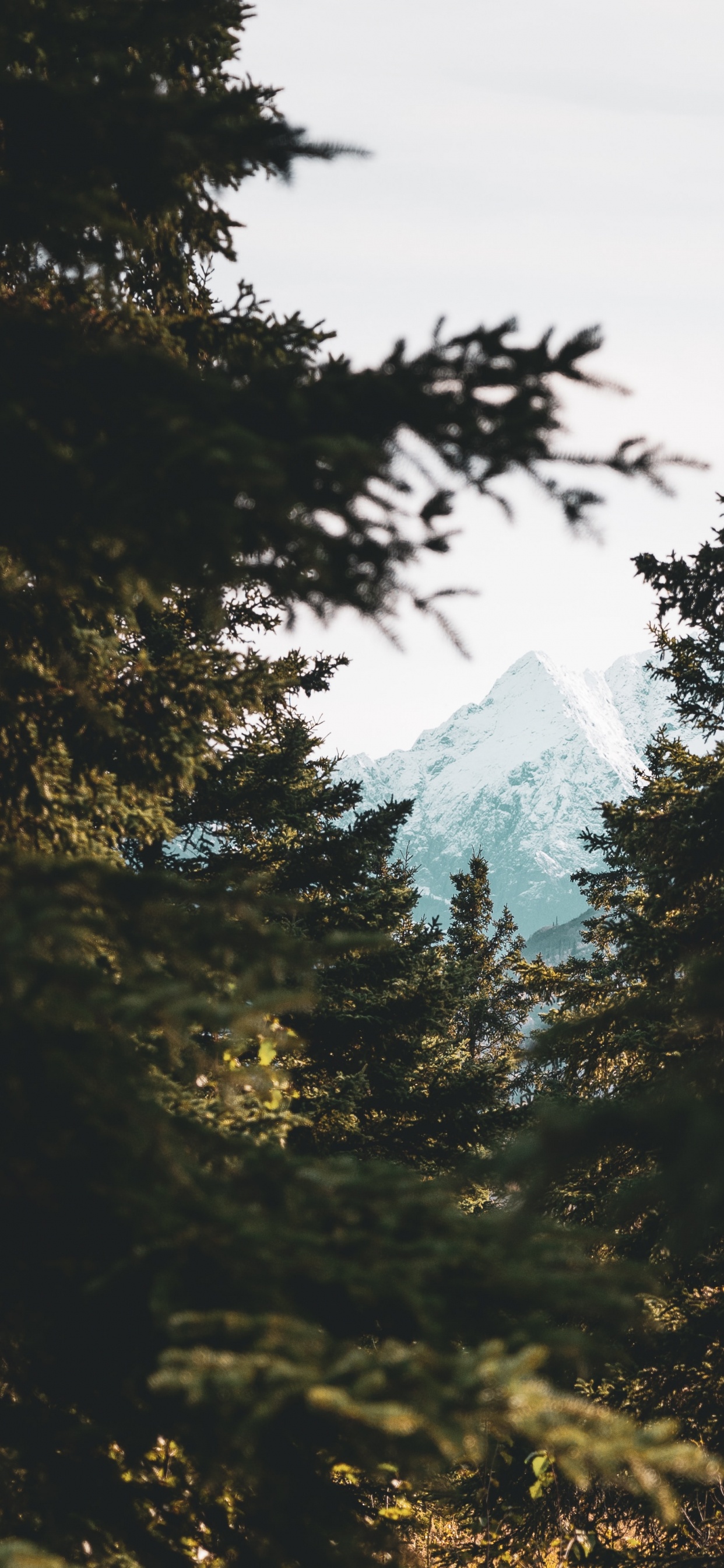 Natural Environment, Natural Landscape, Branching, Sky, Sunlight. Wallpaper in 1242x2688 Resolution