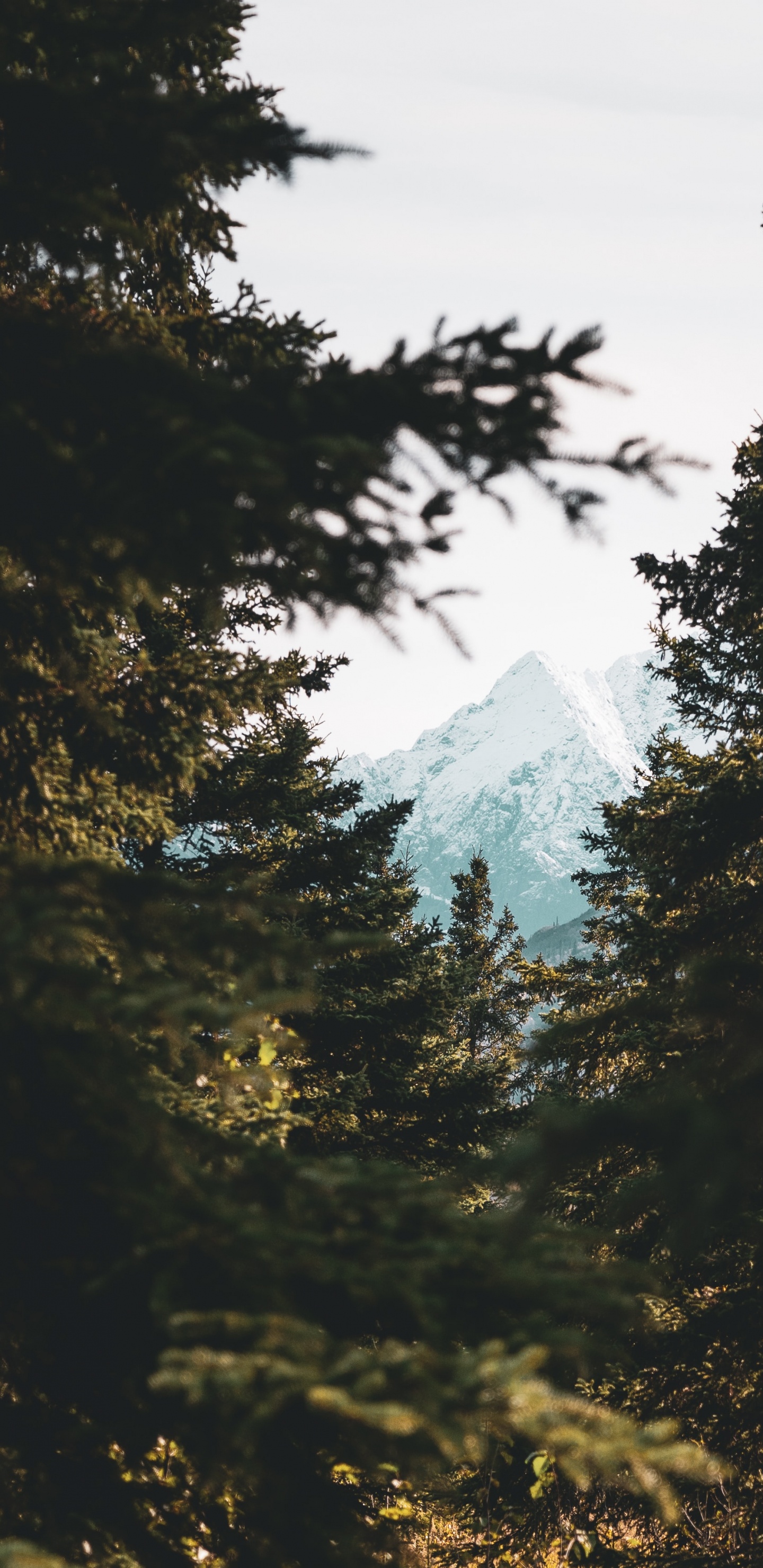 Natural Environment, Natural Landscape, Branching, Sky, Sunlight. Wallpaper in 1440x2960 Resolution