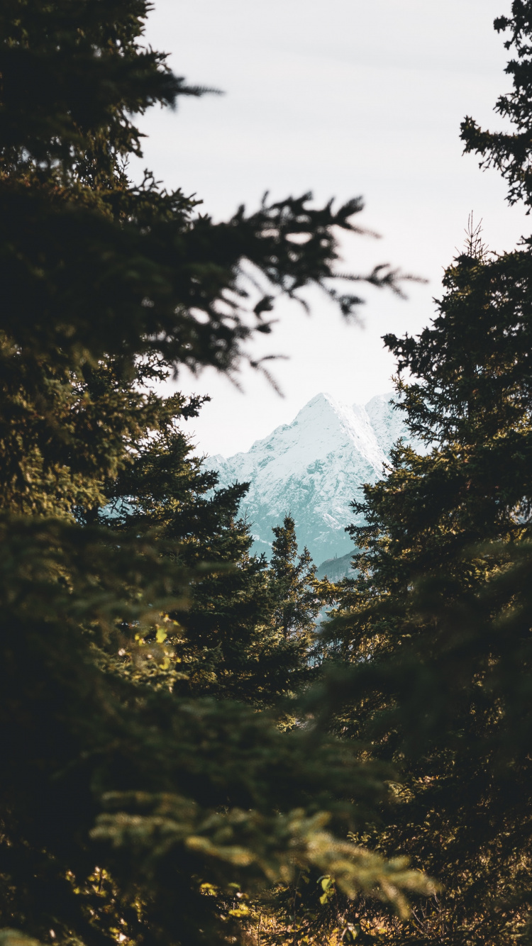 Natural Environment, Natural Landscape, Branching, Sky, Sunlight. Wallpaper in 750x1334 Resolution