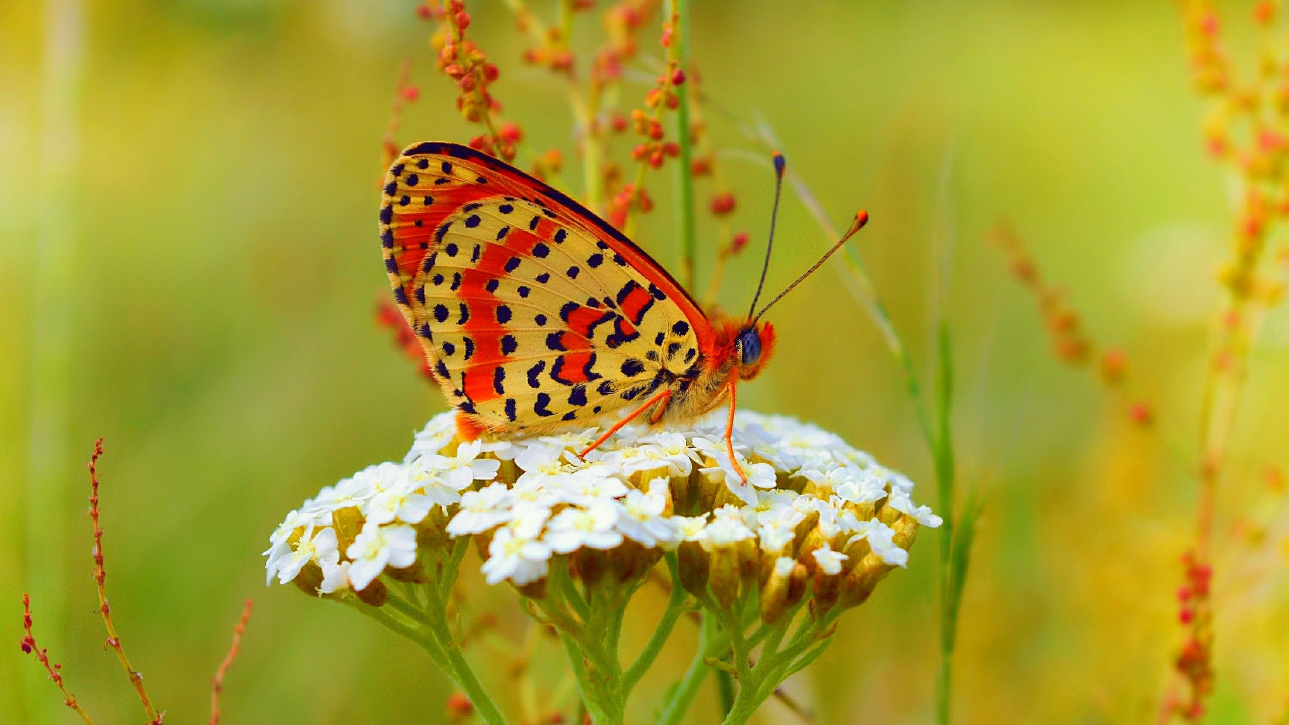 Red and Black Butterfly on White Flower. Wallpaper in 2560x1440 Resolution