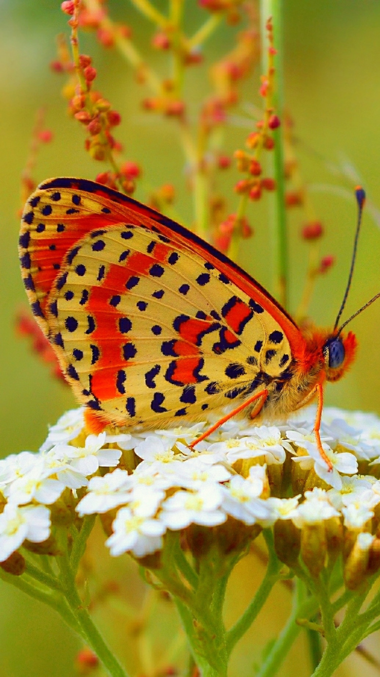 Roter Und Schwarzer Schmetterling Auf Weißer Blume. Wallpaper in 750x1334 Resolution
