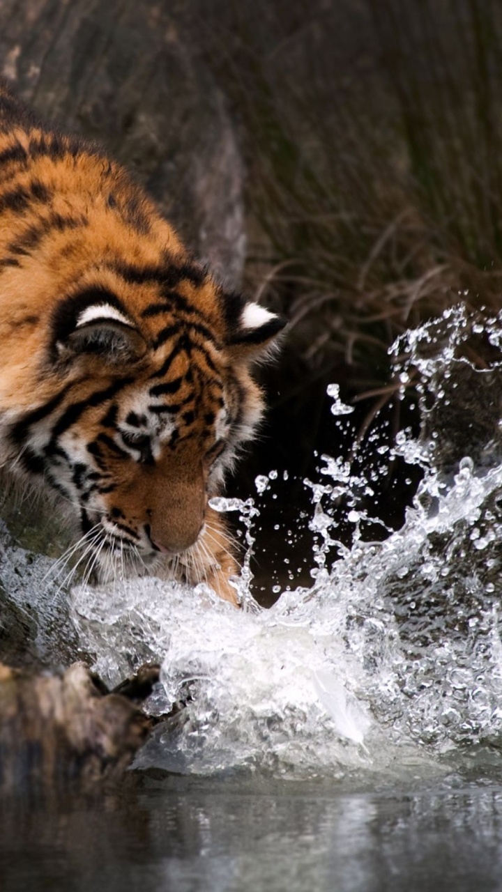 Tiger in Water During Daytime. Wallpaper in 720x1280 Resolution