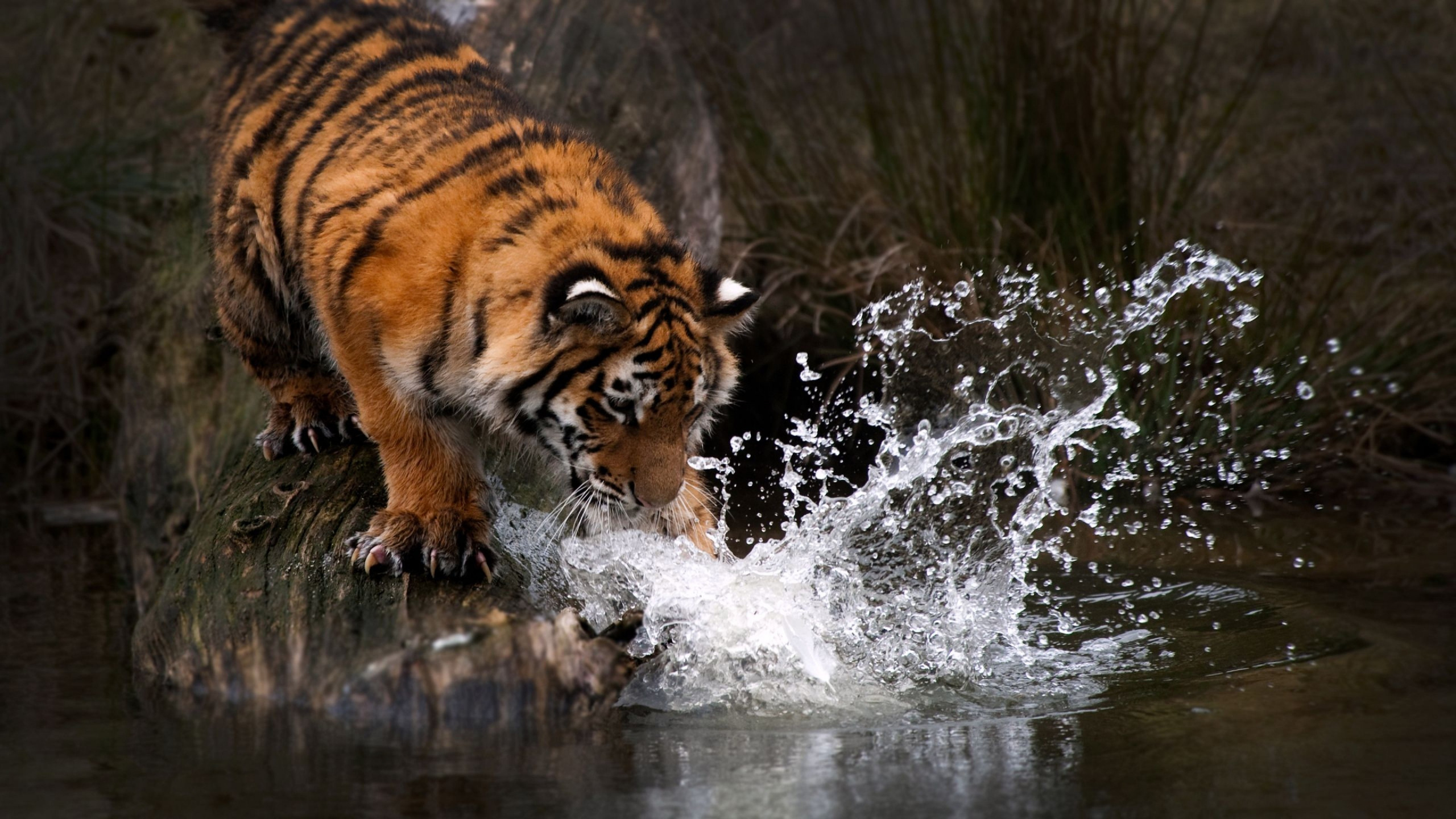 Tigre Dans L'eau Pendant la Journée. Wallpaper in 2560x1440 Resolution