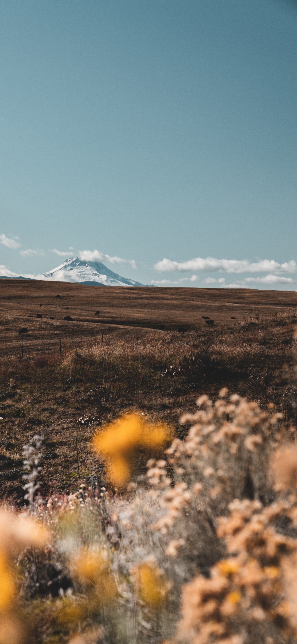Wilderness, Tree, Grass, Ecoregion, Cloud. Wallpaper in 1242x2688 Resolution