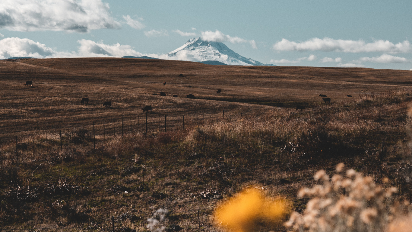 Wilderness, Tree, Grass, Ecoregion, Cloud. Wallpaper in 1366x768 Resolution