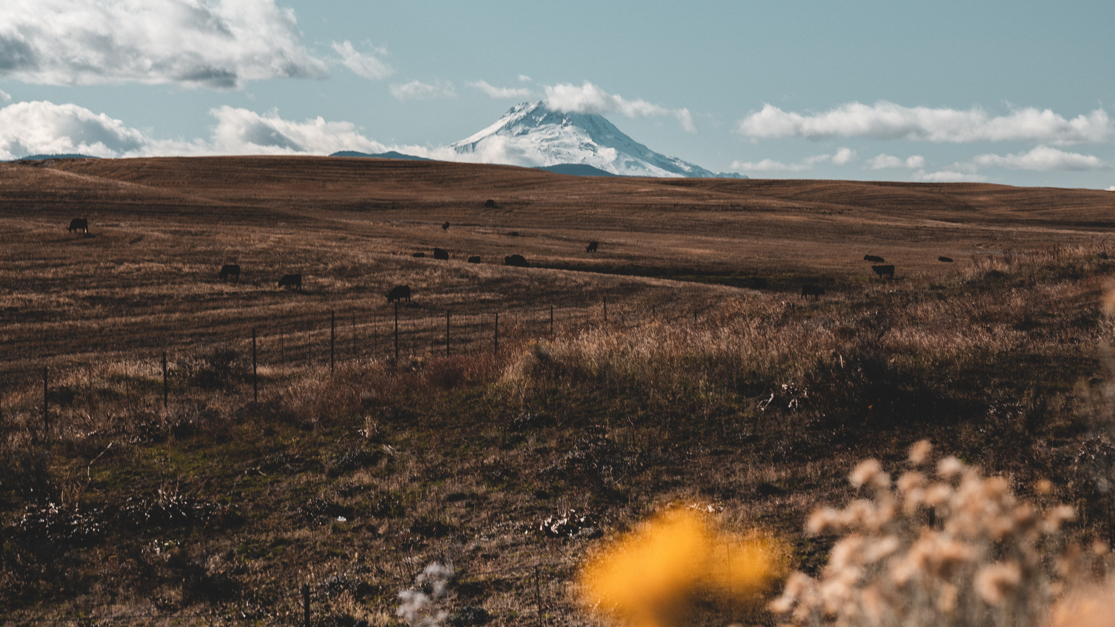 Wilderness, Tree, Grass, Ecoregion, Cloud. Wallpaper in 3840x2160 Resolution