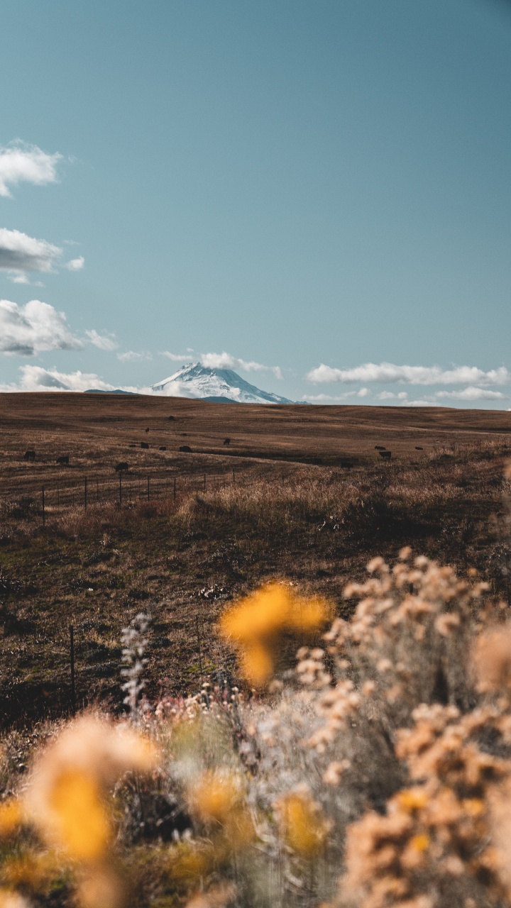 Wilderness, Tree, Grass, Ecoregion, Cloud. Wallpaper in 720x1280 Resolution