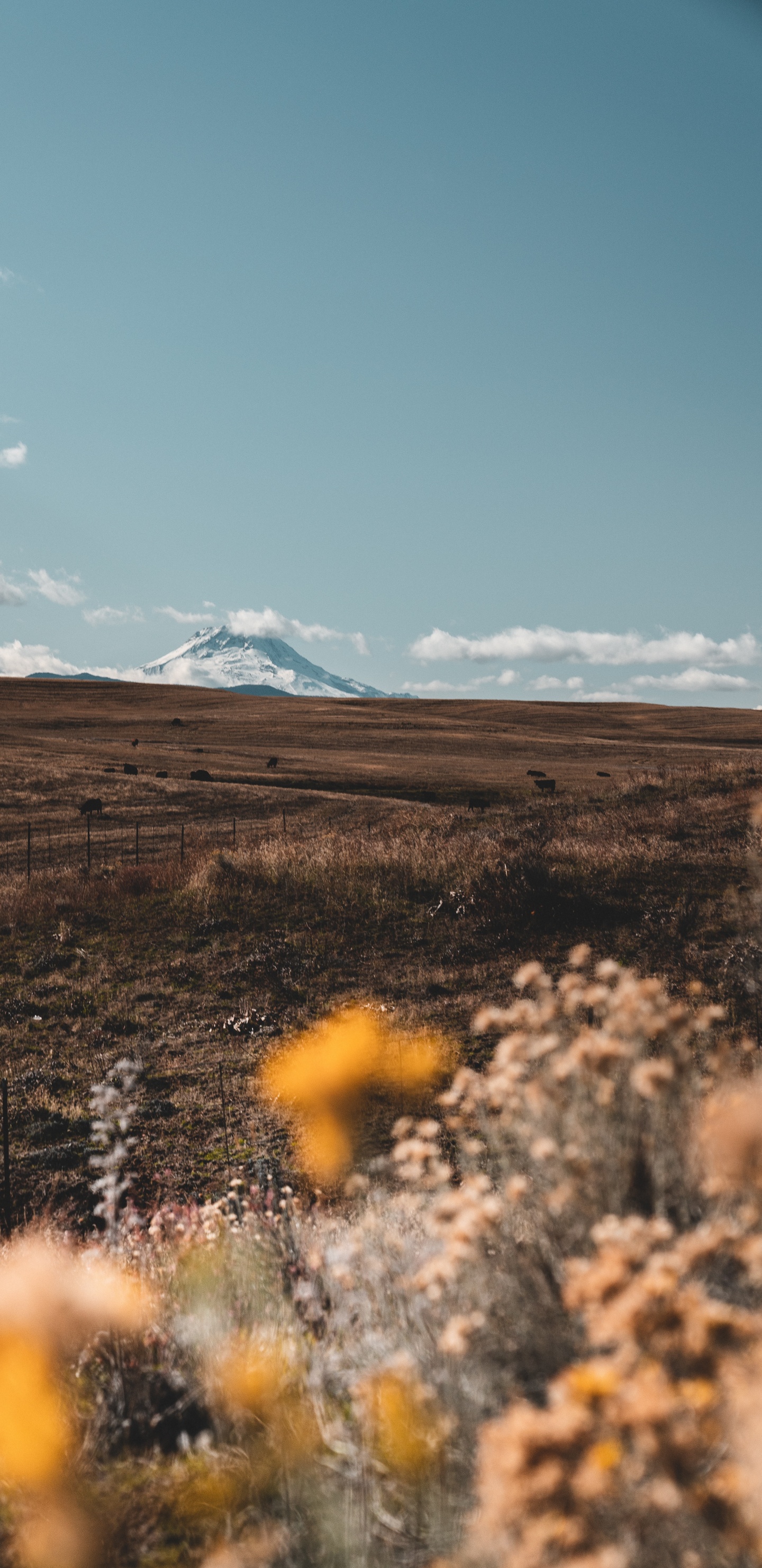 Wildnis, Baum, Gras, Ökoregion, Cloud. Wallpaper in 1440x2960 Resolution