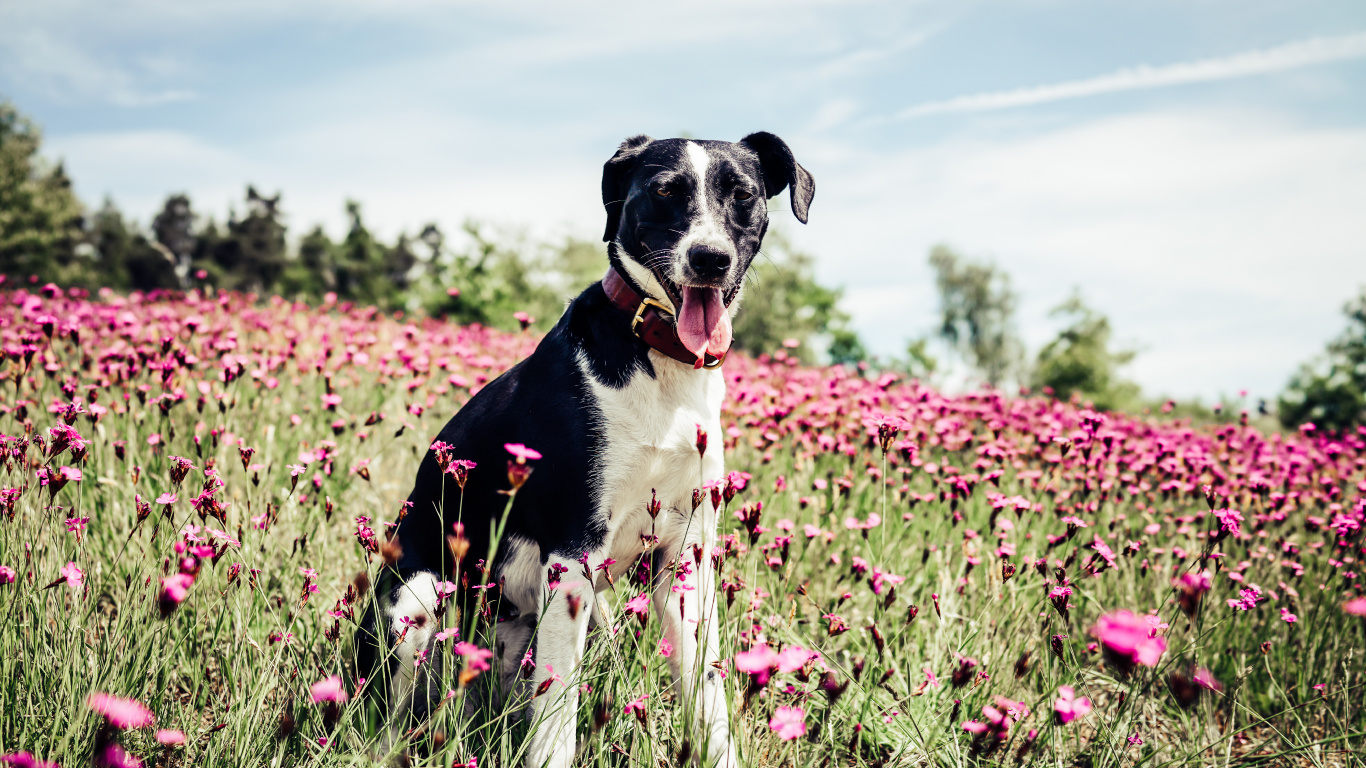 Black and White Short Coated Dog on Pink Flower Field During Daytime. Wallpaper in 1366x768 Resolution