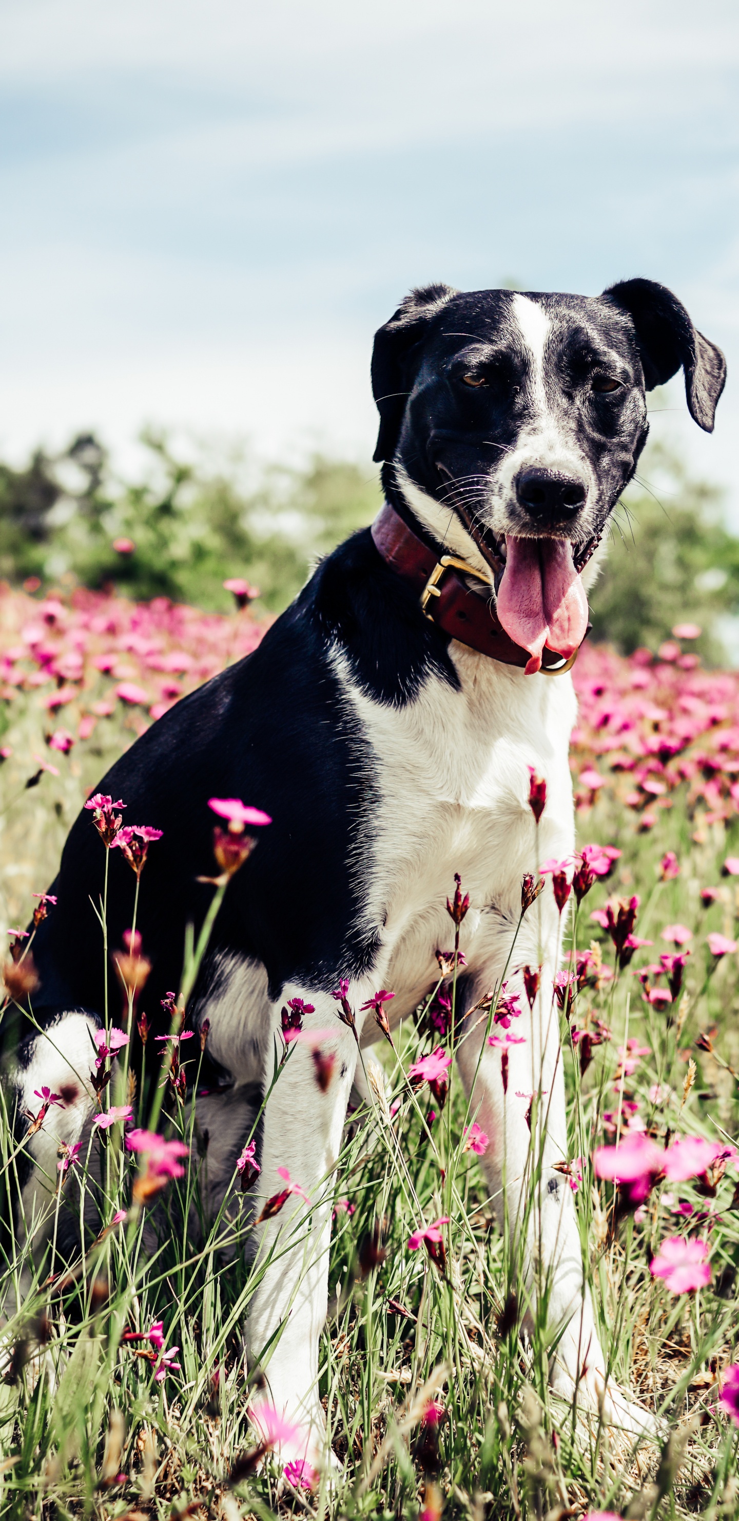 Black and White Short Coated Dog on Pink Flower Field During Daytime. Wallpaper in 1440x2960 Resolution