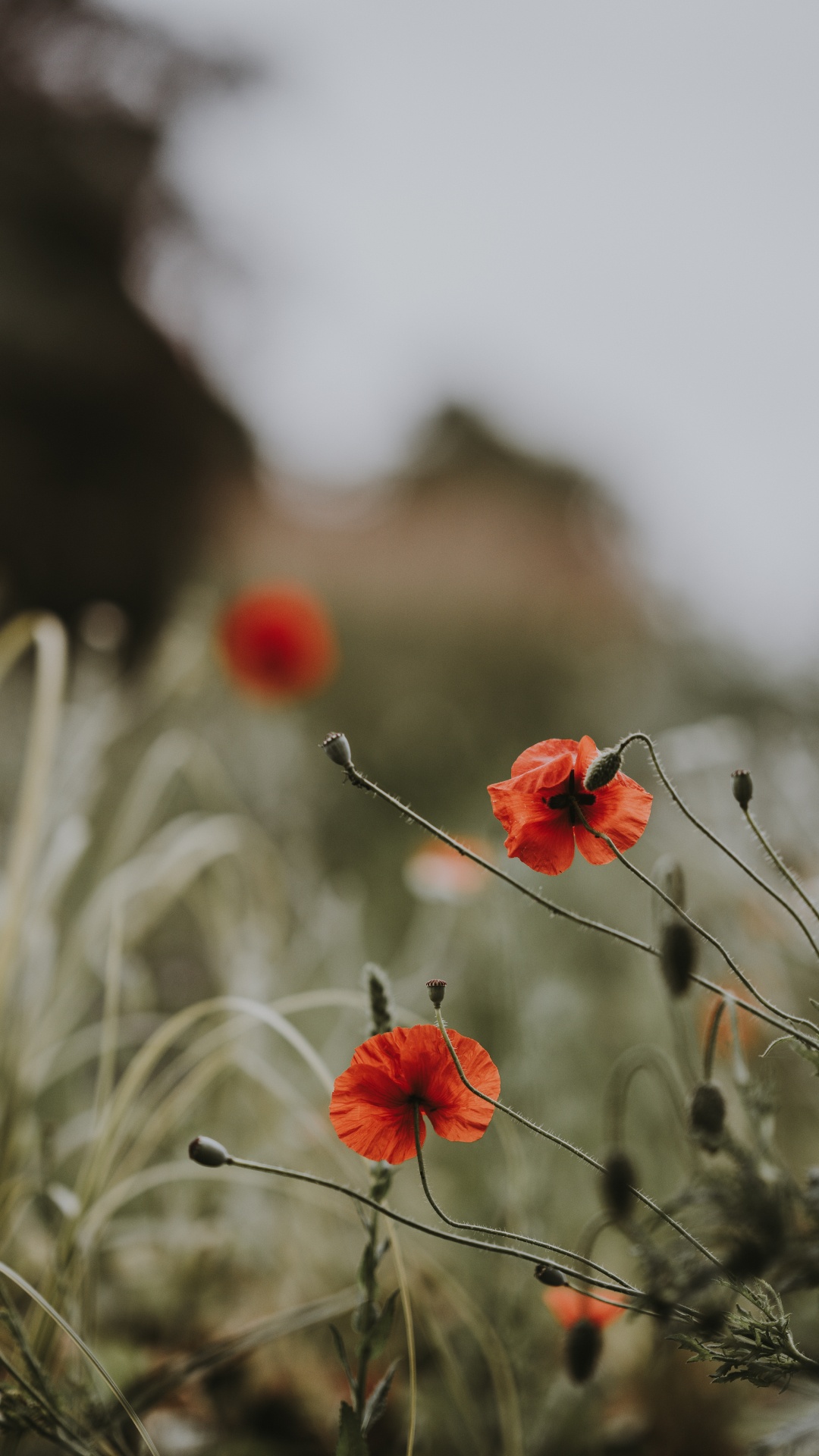Red Flowers in Tilt Shift Lens. Wallpaper in 1080x1920 Resolution