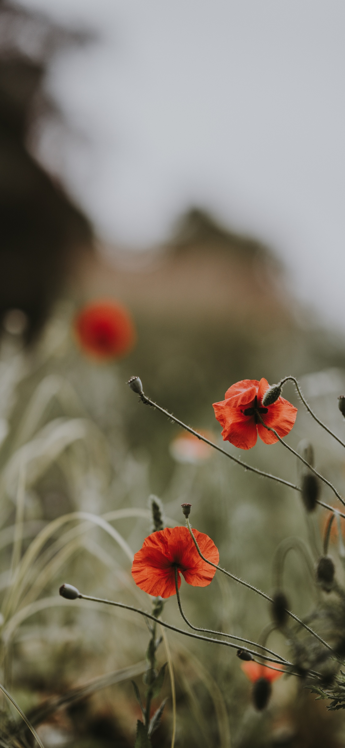 Red Flowers in Tilt Shift Lens. Wallpaper in 1125x2436 Resolution