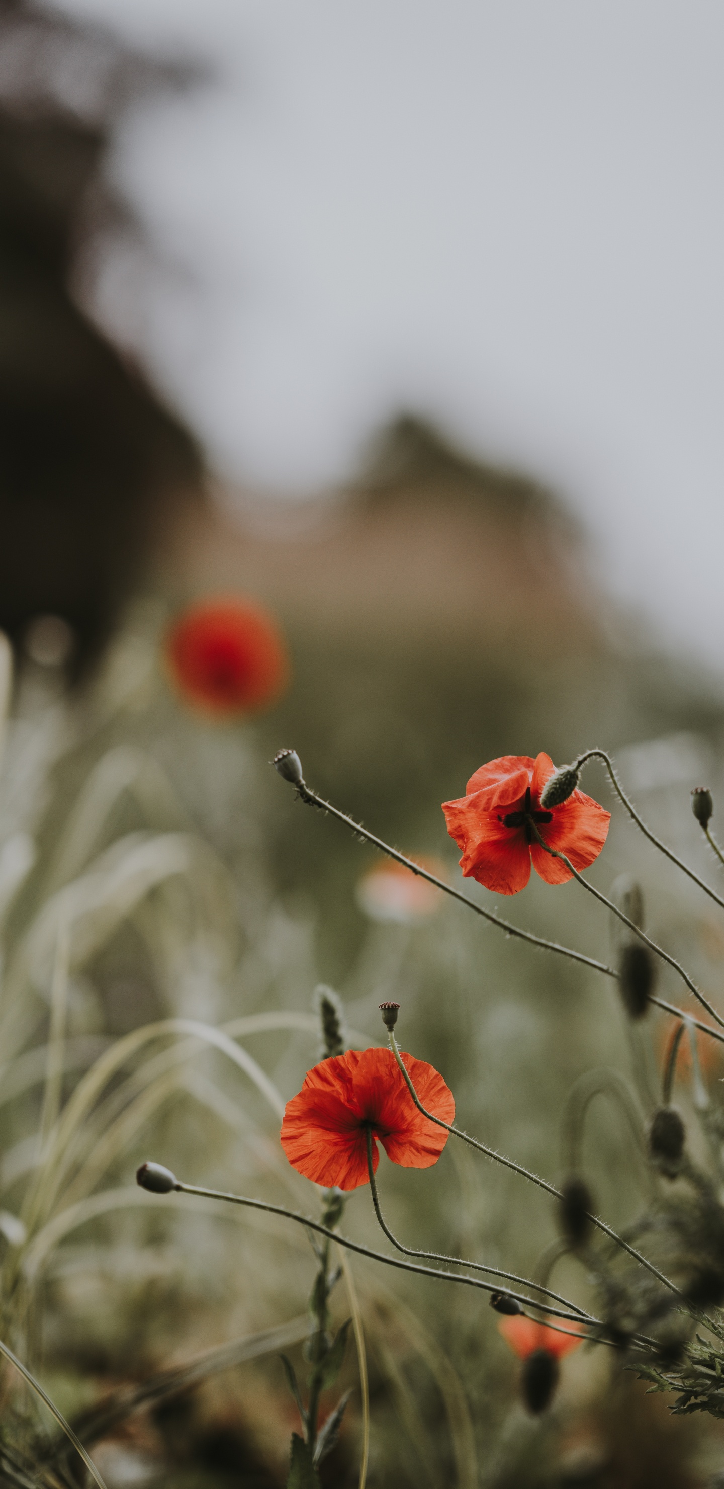 Red Flowers in Tilt Shift Lens. Wallpaper in 1440x2960 Resolution