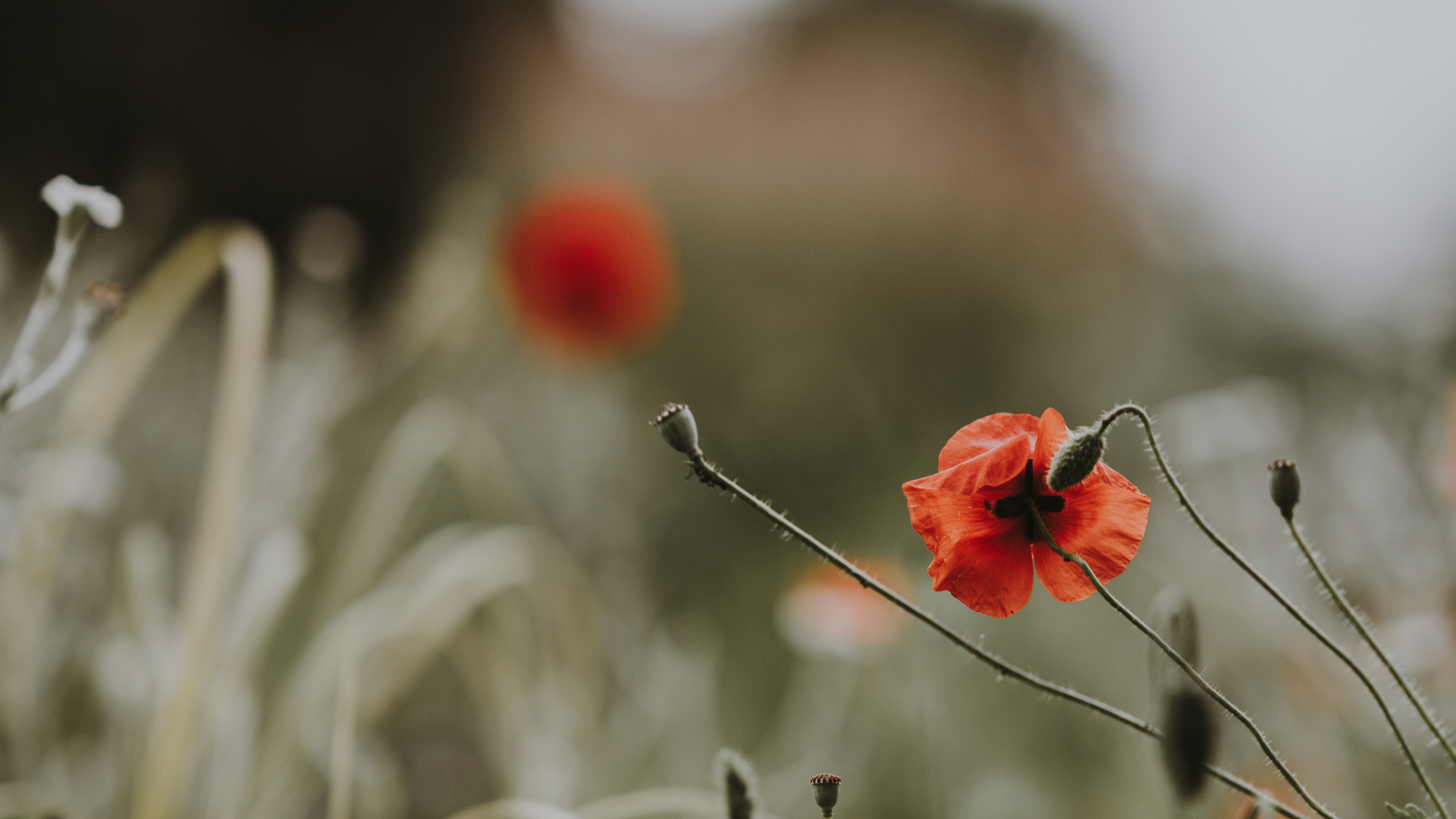 Red Flowers in Tilt Shift Lens. Wallpaper in 1920x1080 Resolution