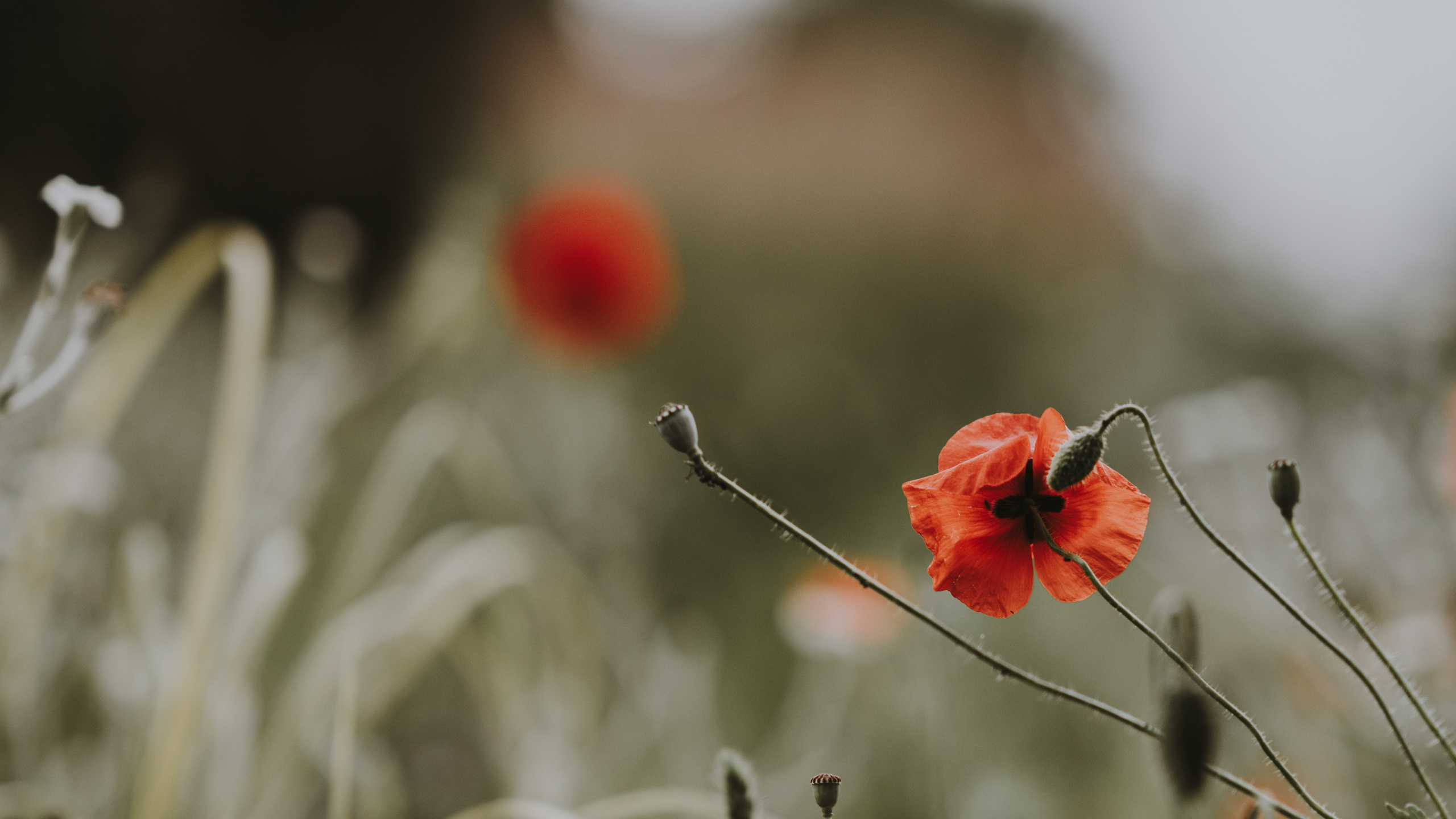 Rote Blumen in Tilt-Shift-Linse. Wallpaper in 2560x1440 Resolution