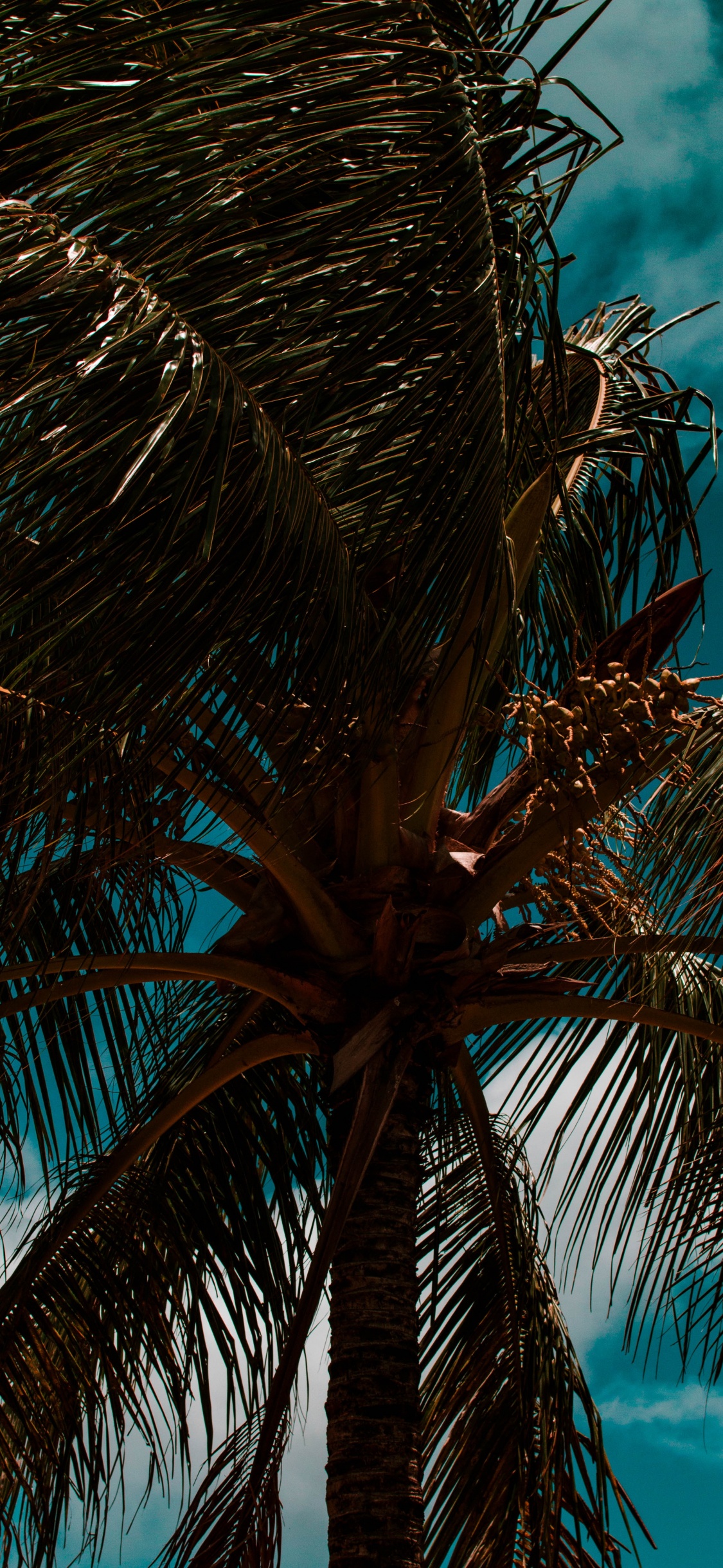 Palme, Baum, Stamm, Branch, Blau. Wallpaper in 1125x2436 Resolution