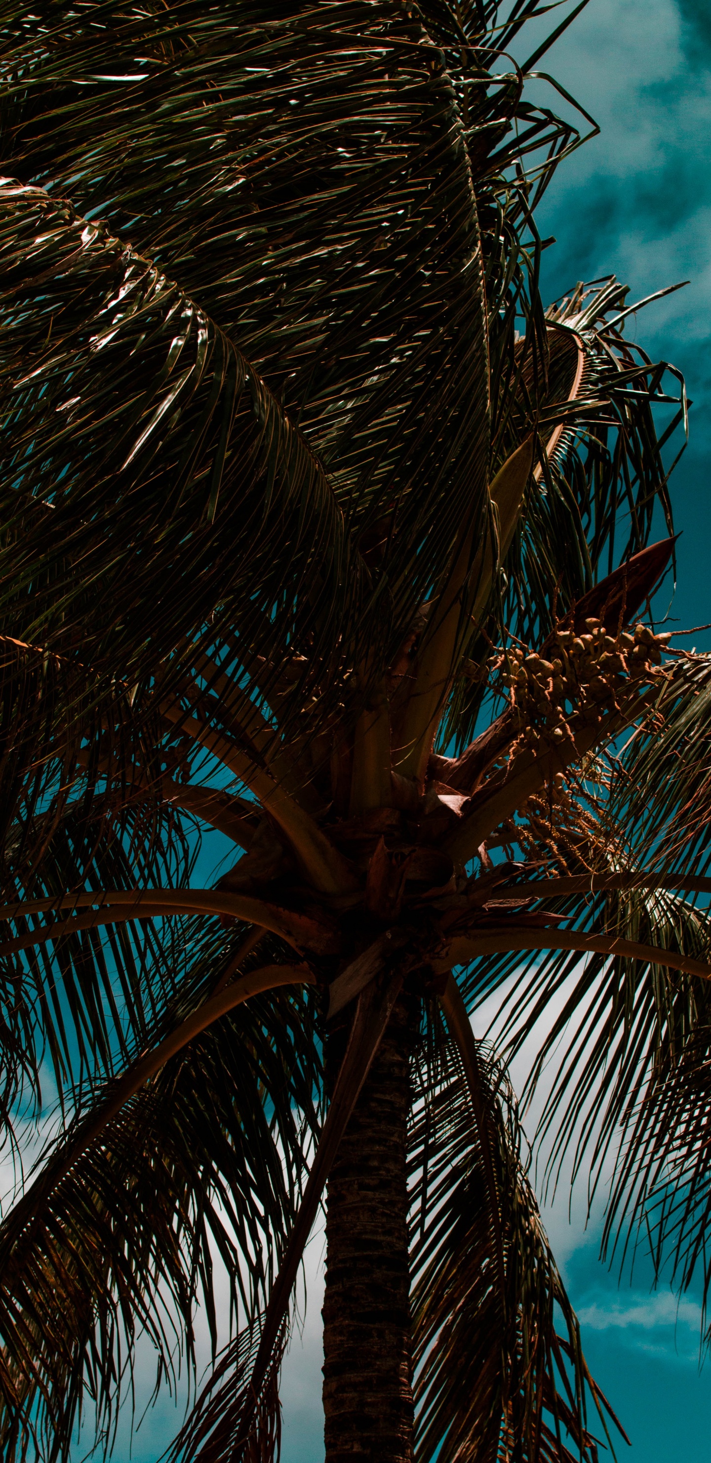 Palme, Baum, Stamm, Branch, Blau. Wallpaper in 1440x2960 Resolution