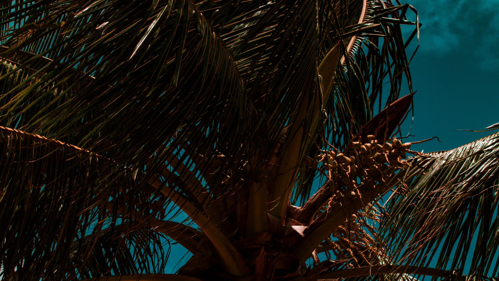 Palme, Baum, Stamm, Branch, Blau. Wallpaper in 1920x1080 Resolution