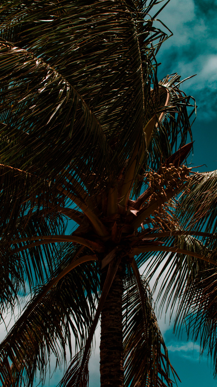 Palme, Baum, Stamm, Branch, Blau. Wallpaper in 750x1334 Resolution