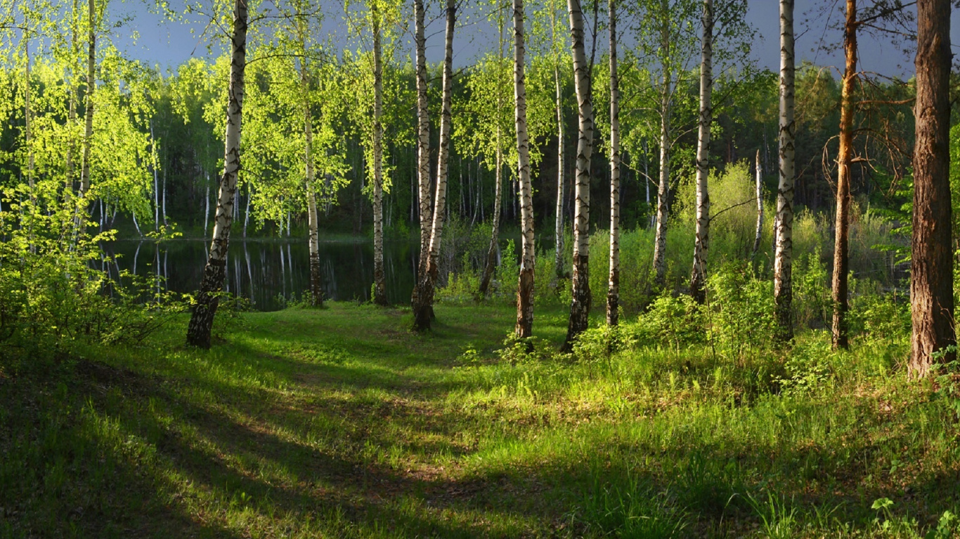 Tagsüber Grüne Wiese Und Bäume. Wallpaper in 1366x768 Resolution
