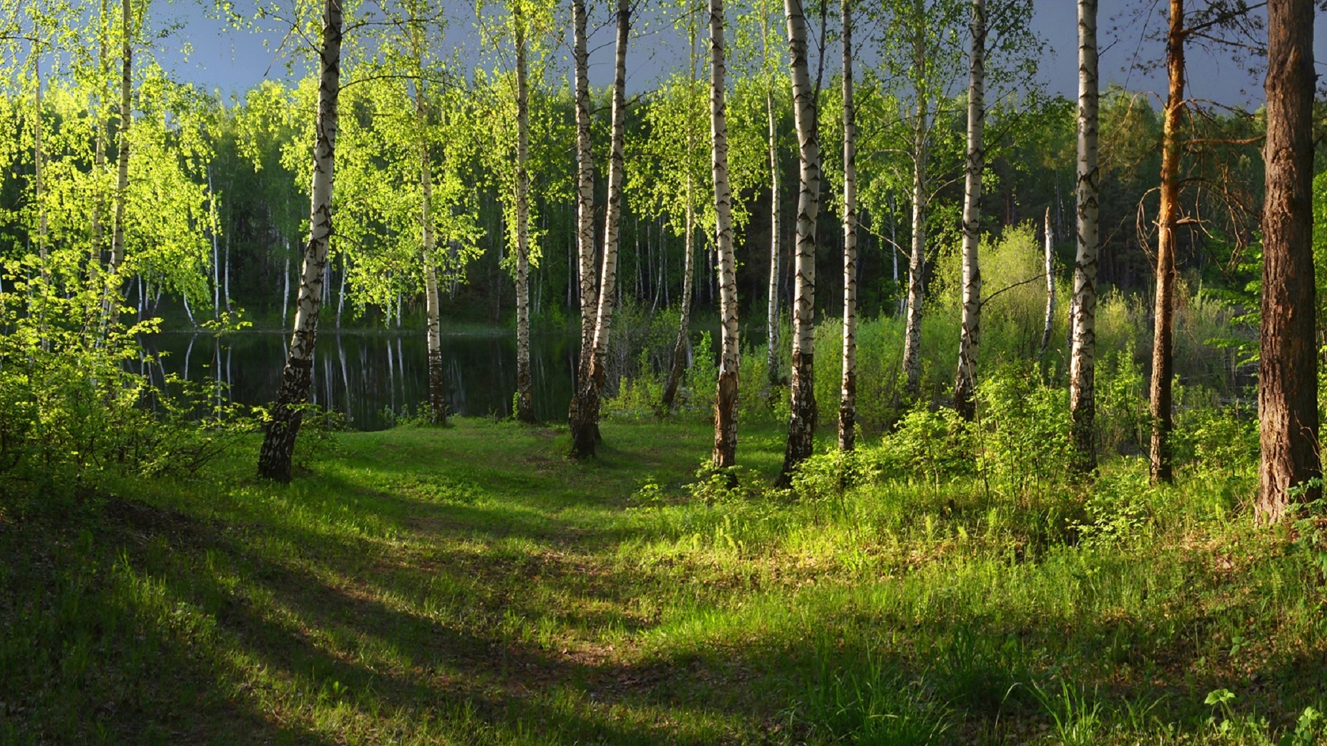 Tagsüber Grüne Wiese Und Bäume. Wallpaper in 1920x1080 Resolution