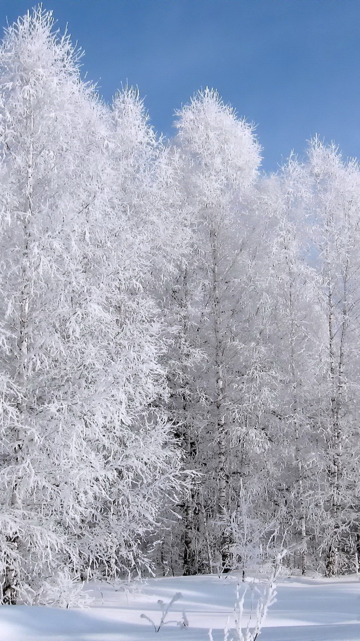 Snow Covered Trees During Daytime. Wallpaper in 720x1280 Resolution